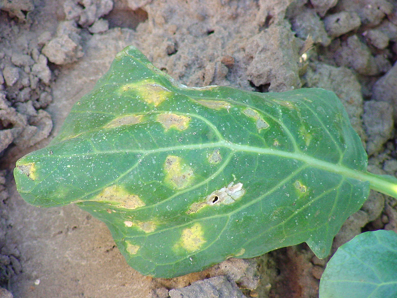 Downy mildew