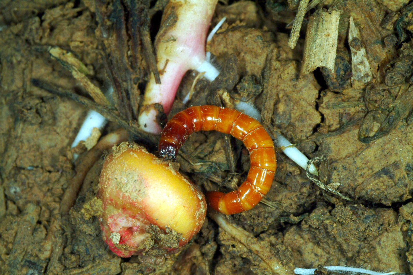 Wireworms