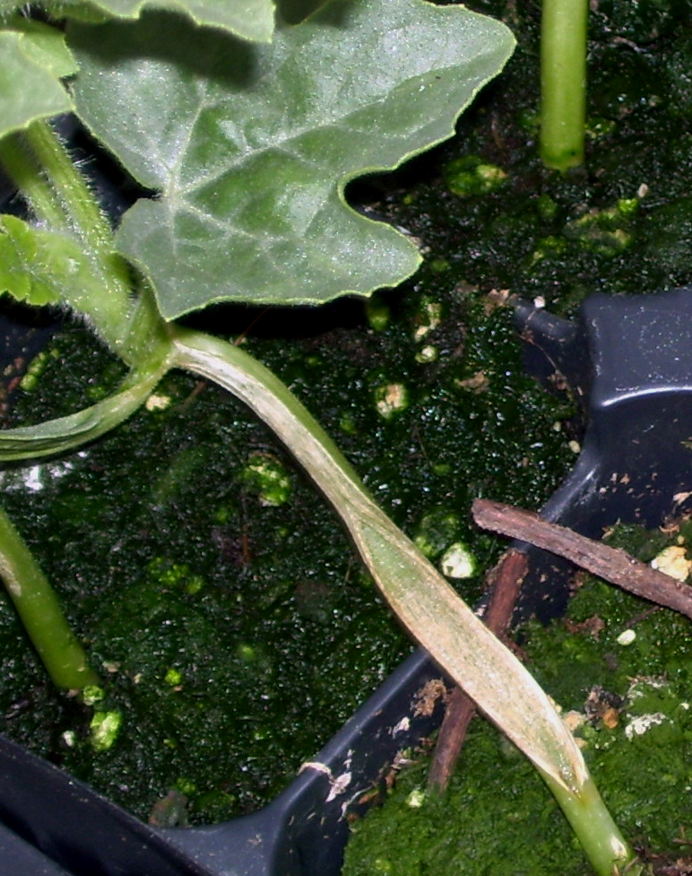 Stem splitting on watermelon transplants.