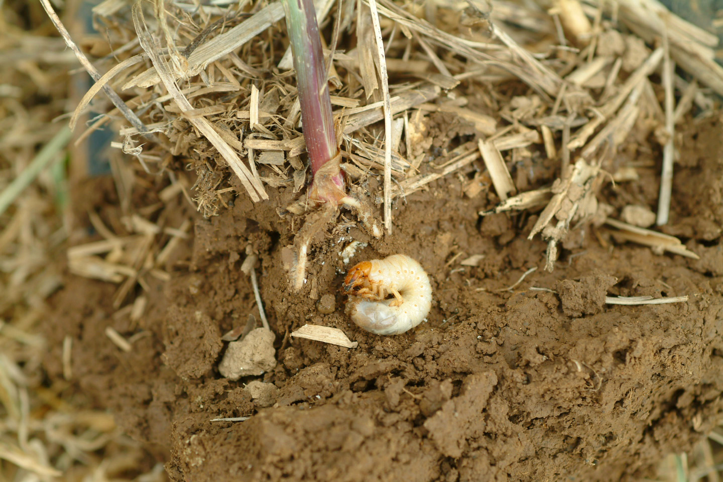 White grubs