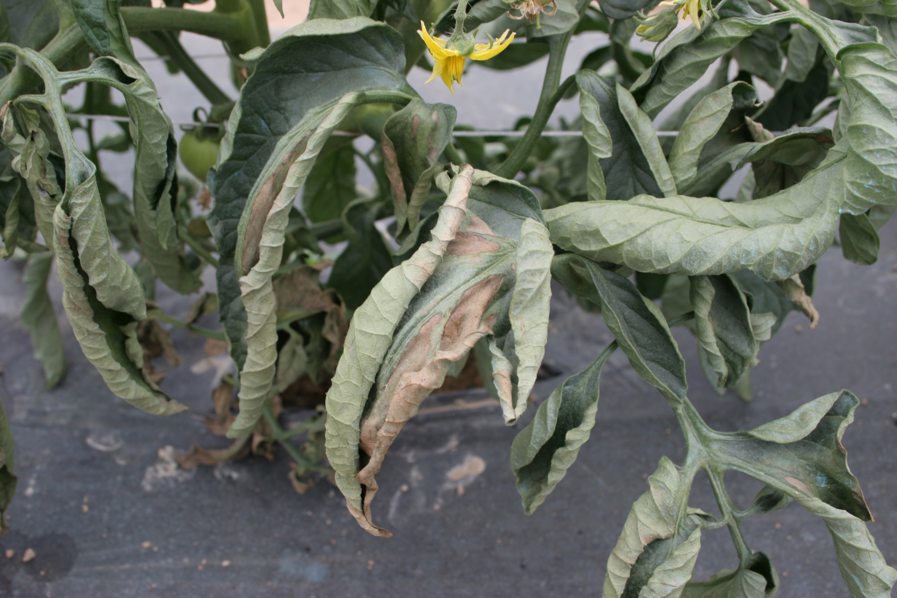 Bacterial canker causing marginal browning.