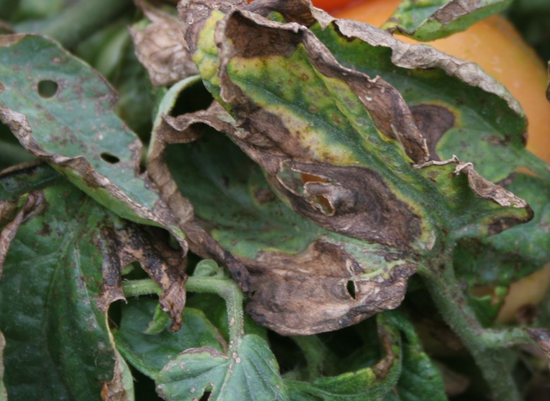 Bacterial canker causing "firing".