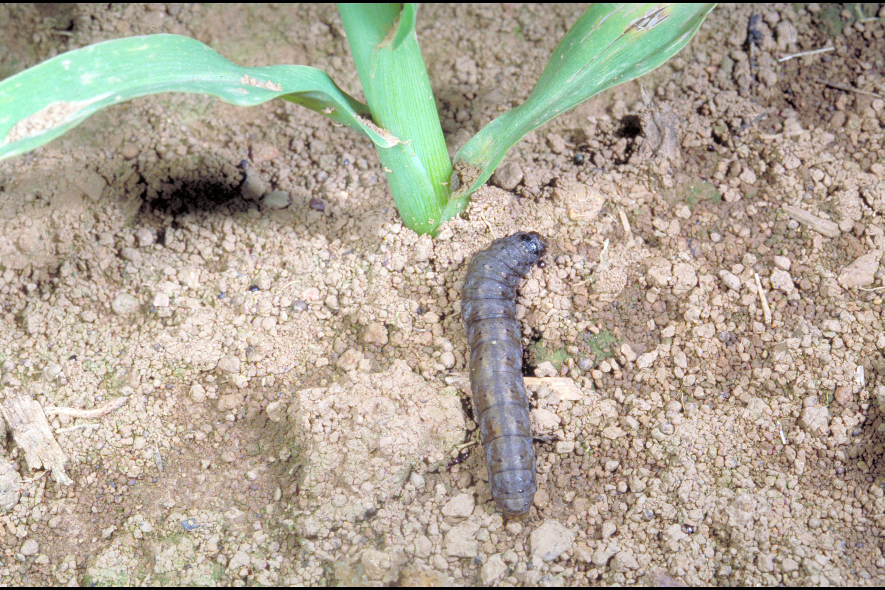 Black cutworms