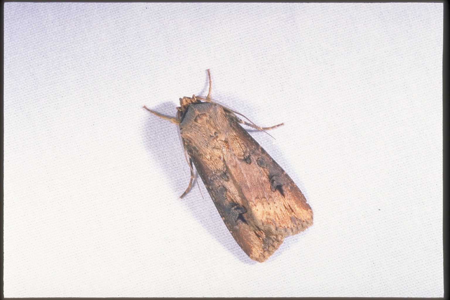 black cutworm adult