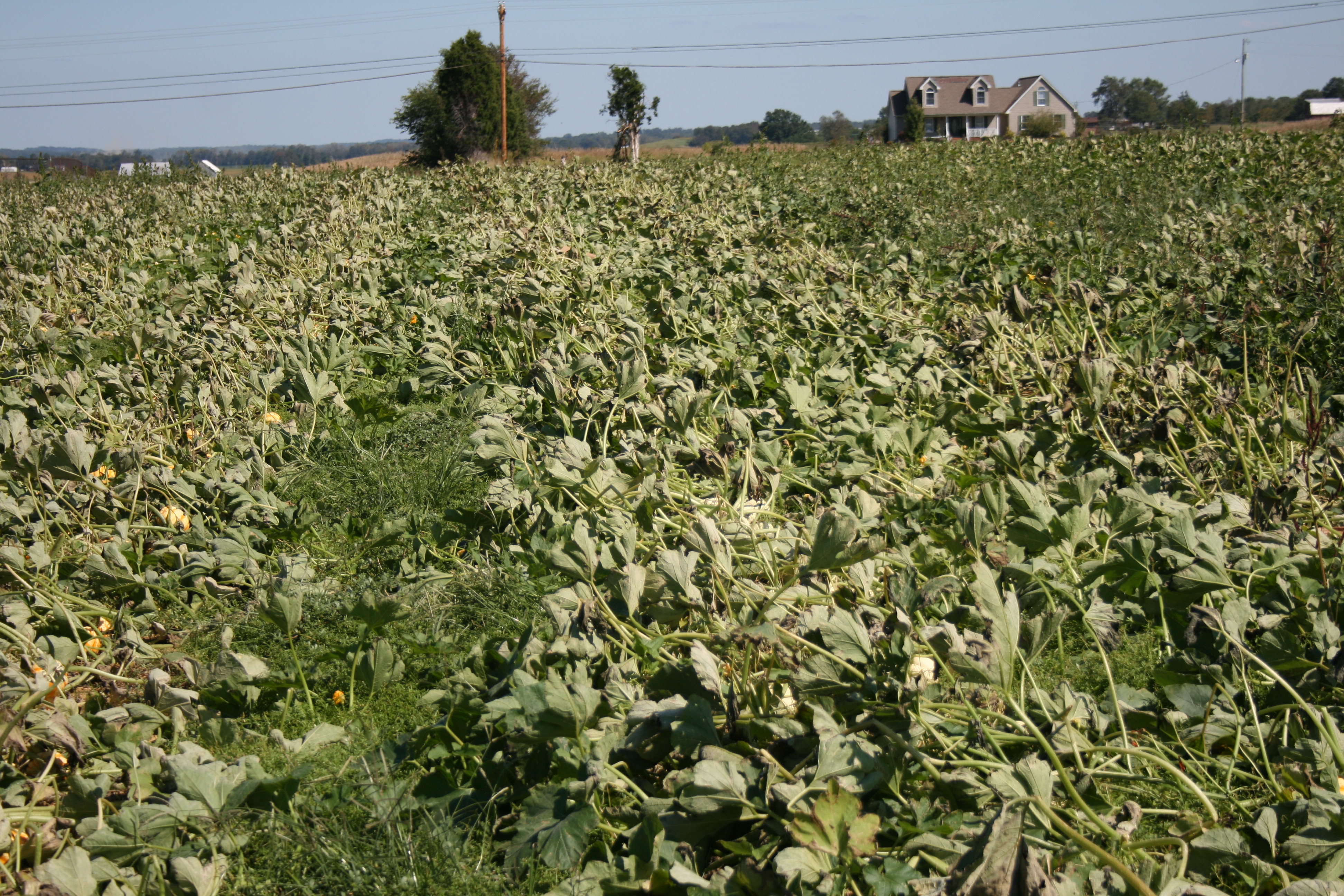 Wind damage to field.