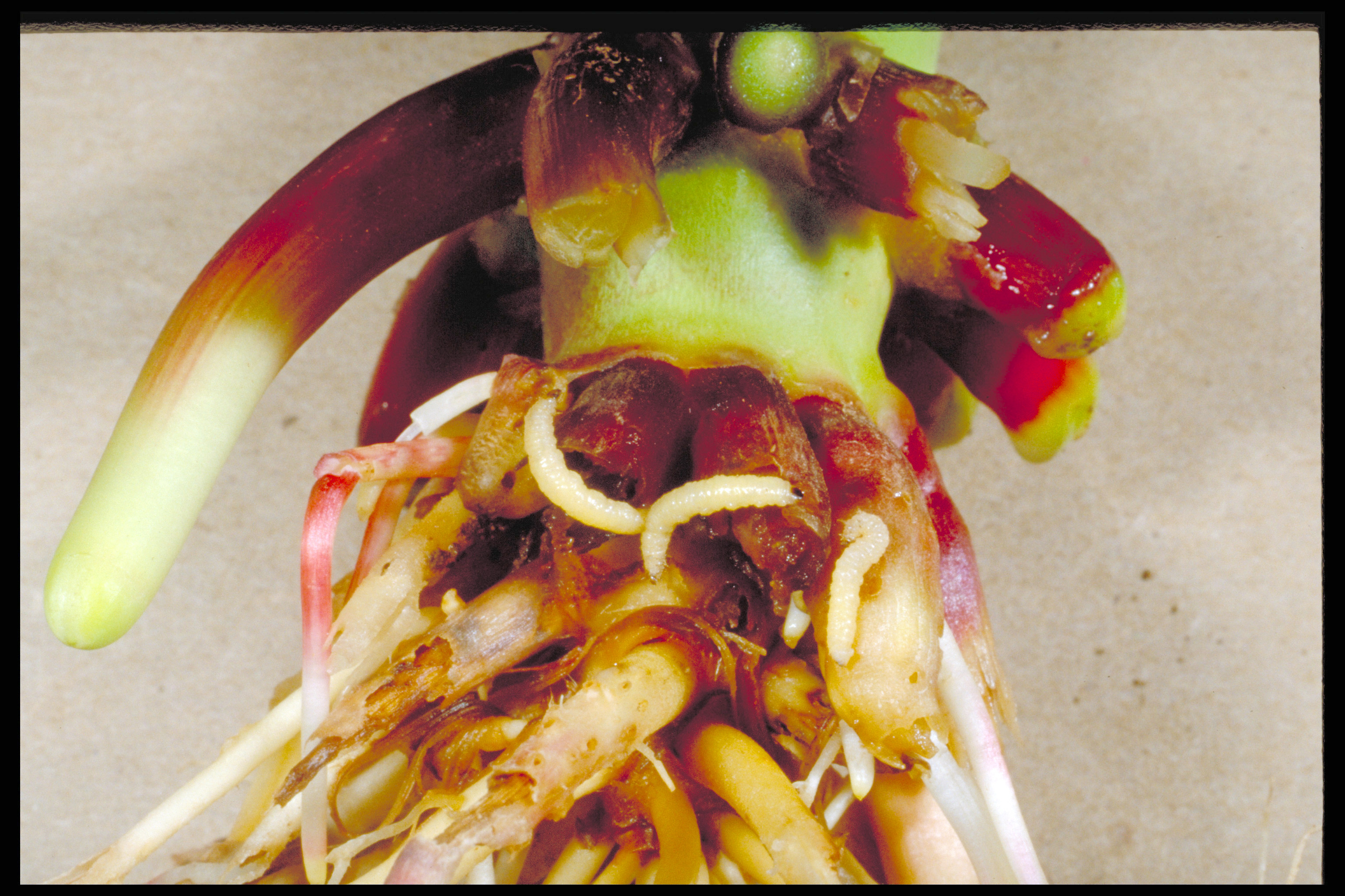 Corn rootworm larvae