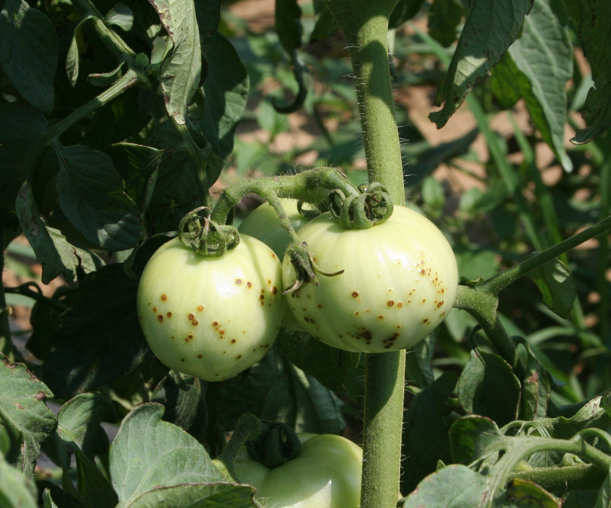 Bacterial spot on tomato fruit.