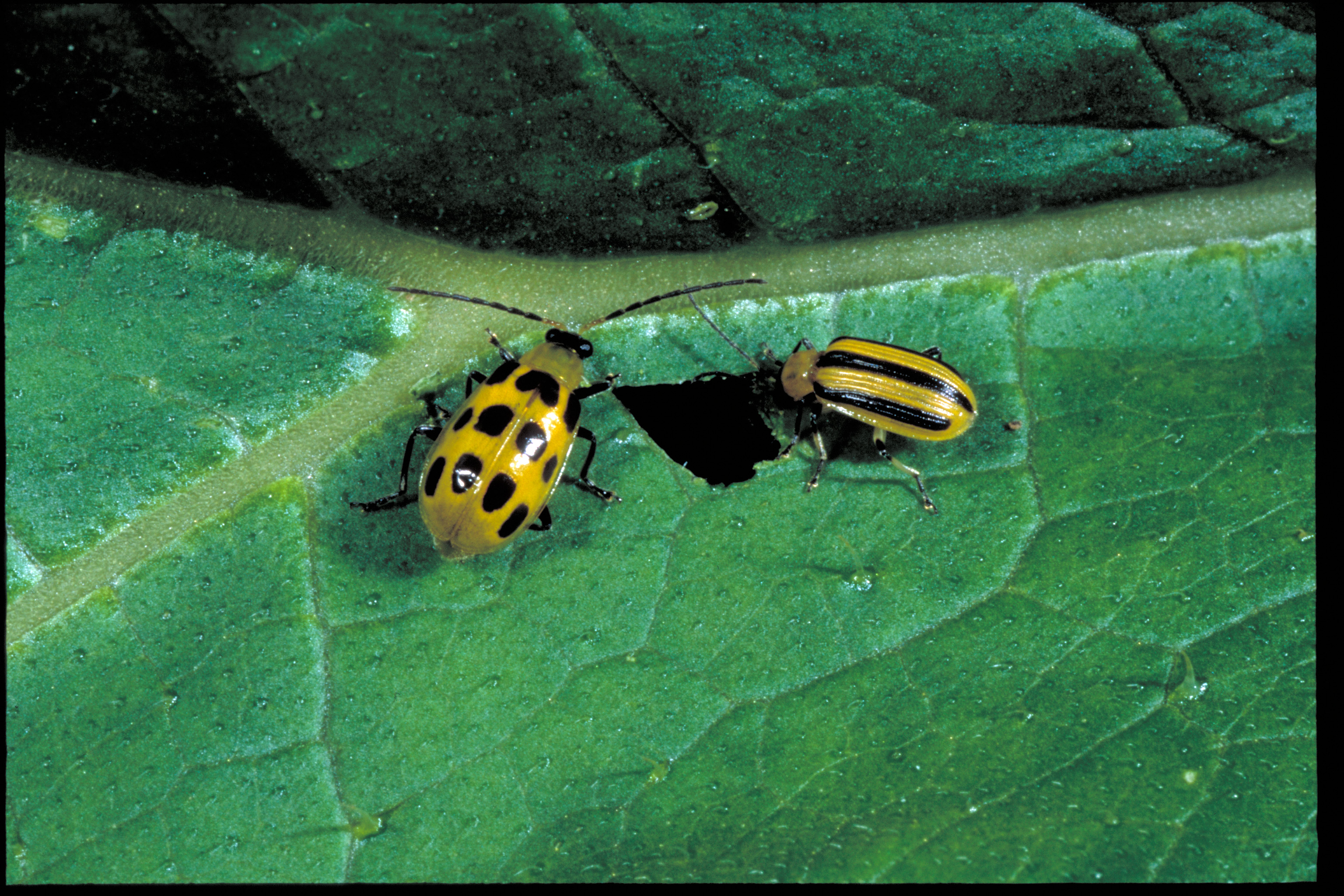 Cucumber beetle