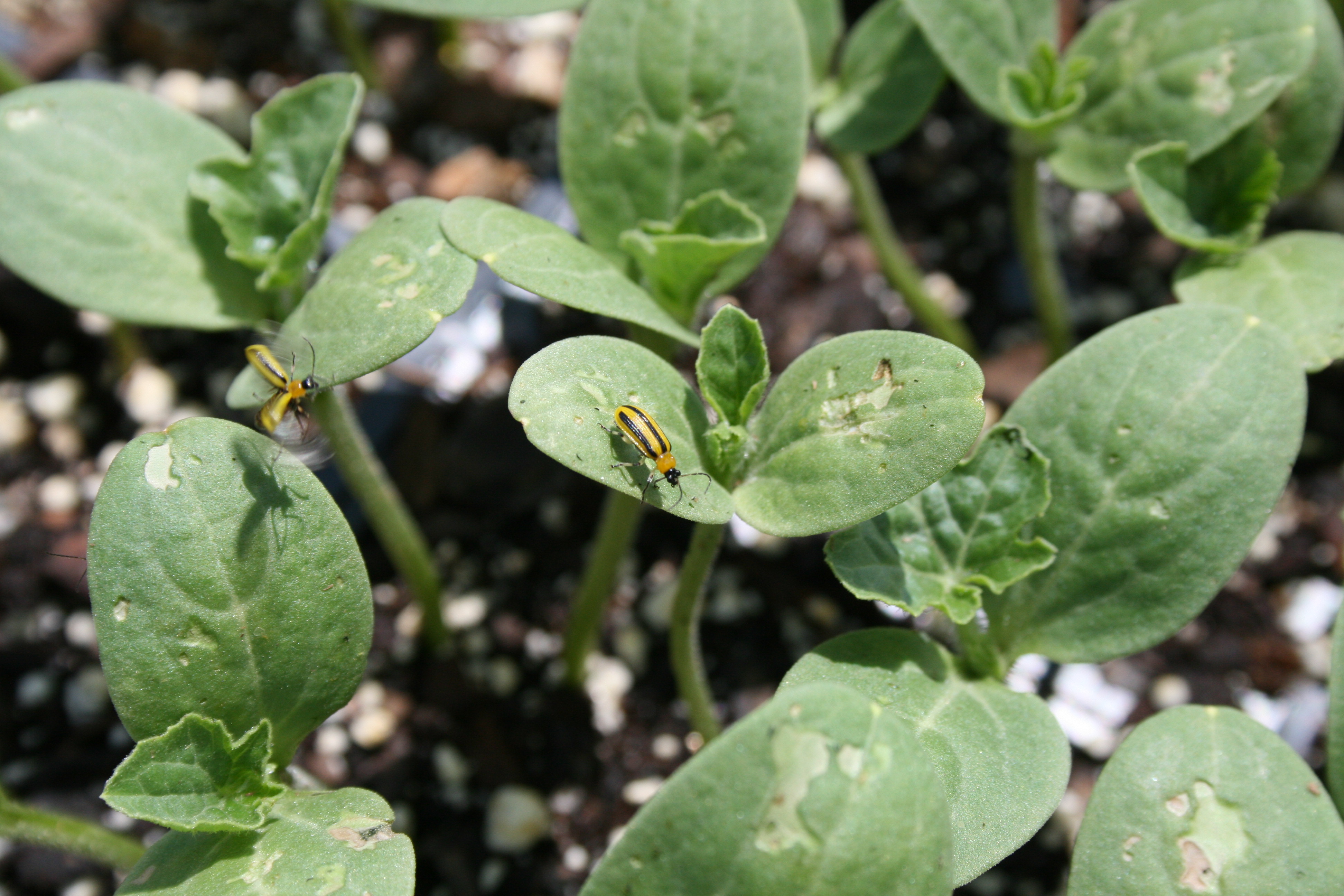 Cucumber beetle damage to seedlings.