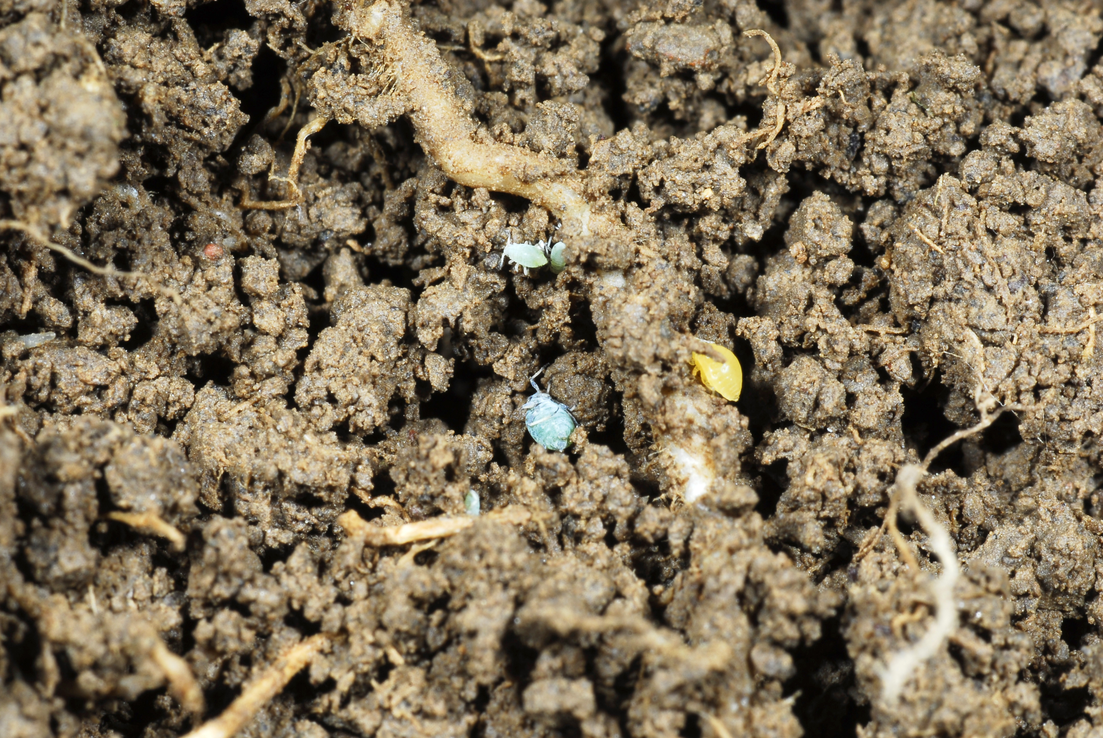 Corn root aphids
