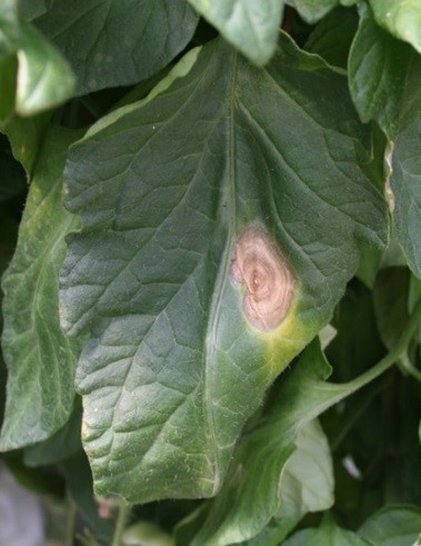 Close-up of early blight lesions.