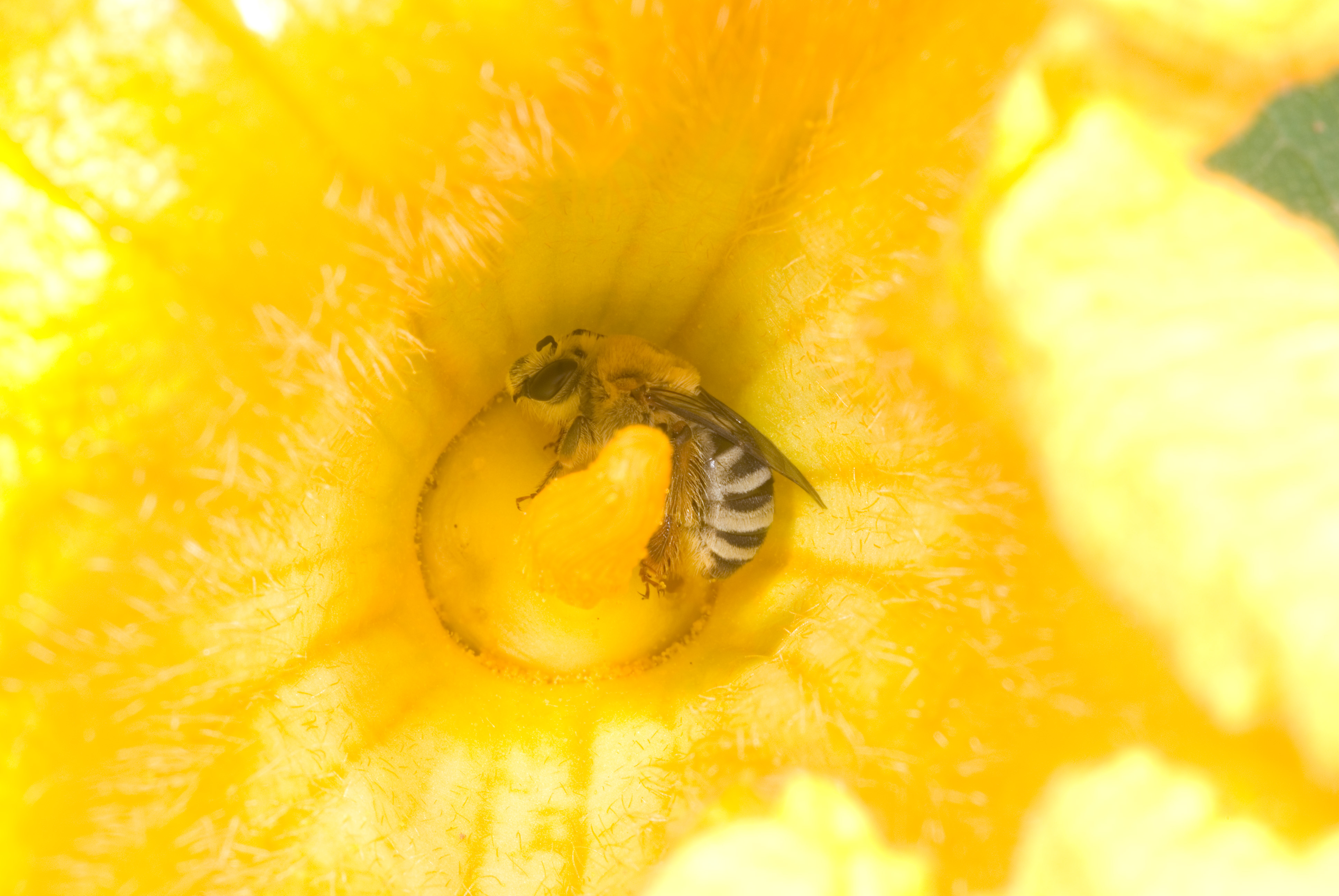 Squash bee