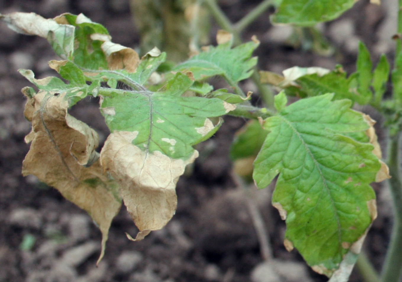 Frost damage on tomato foliage.