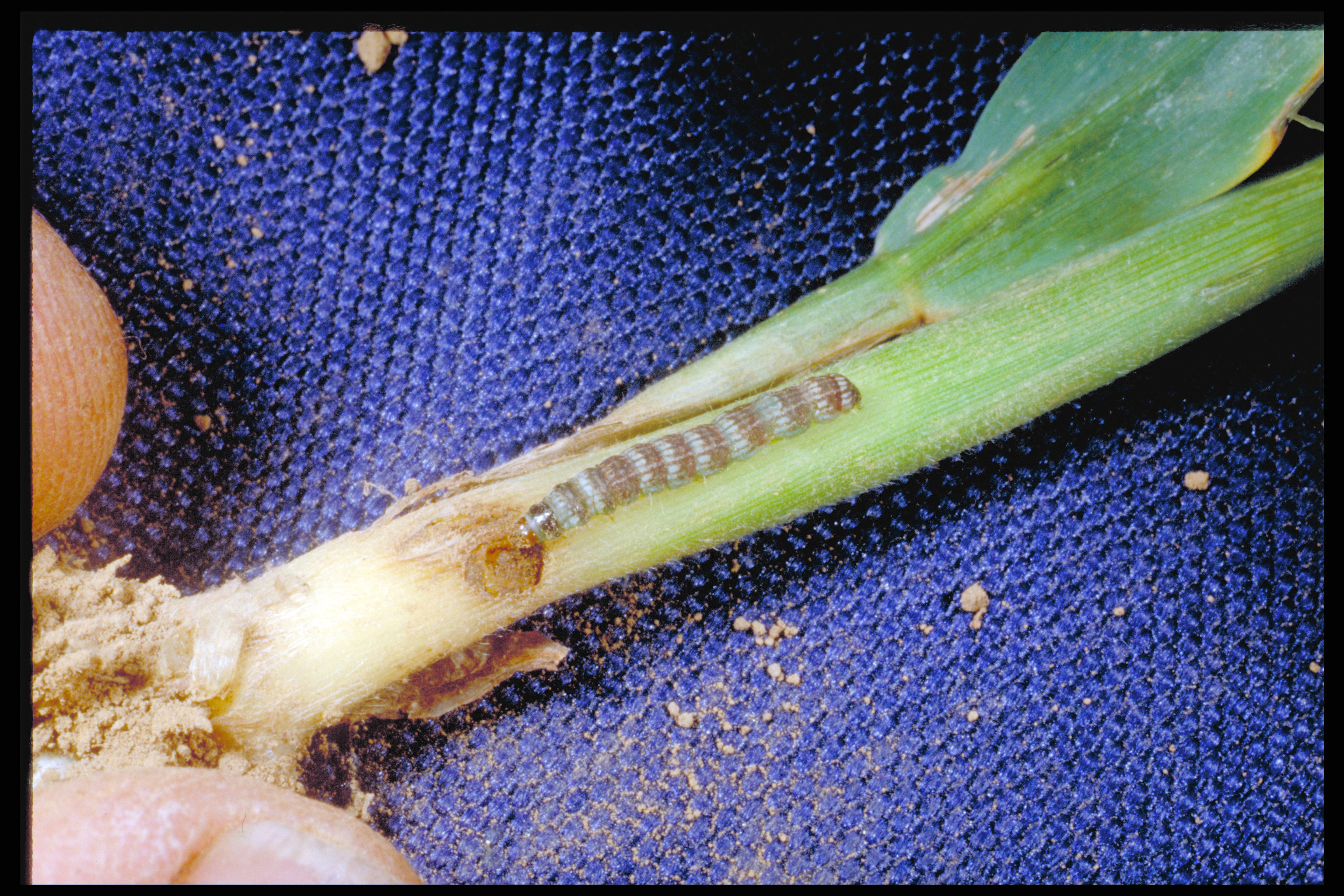 The lesser cornstalk borer