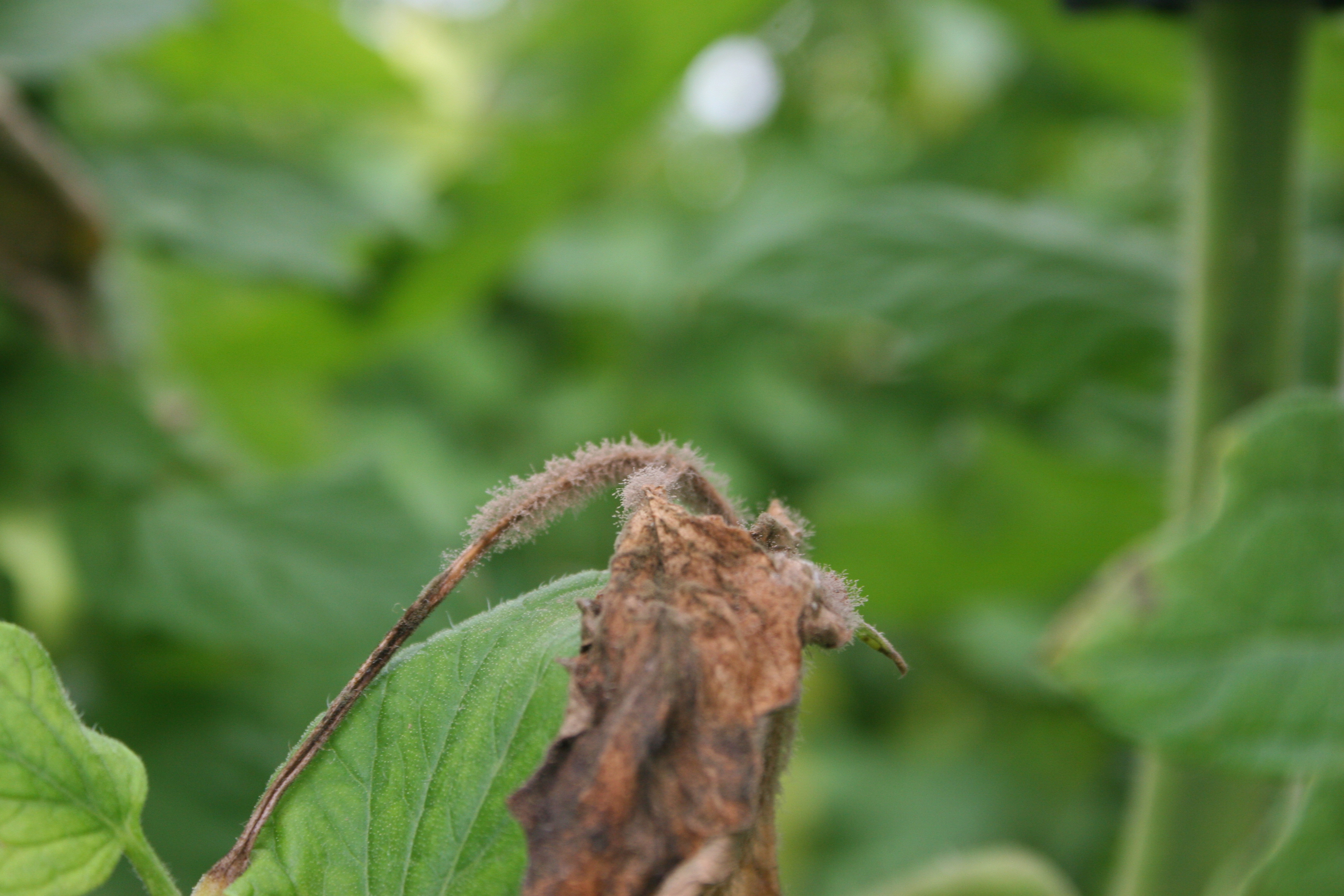 Botrytis gray mold fungus sporulating on tomato leaf and spent blossom.