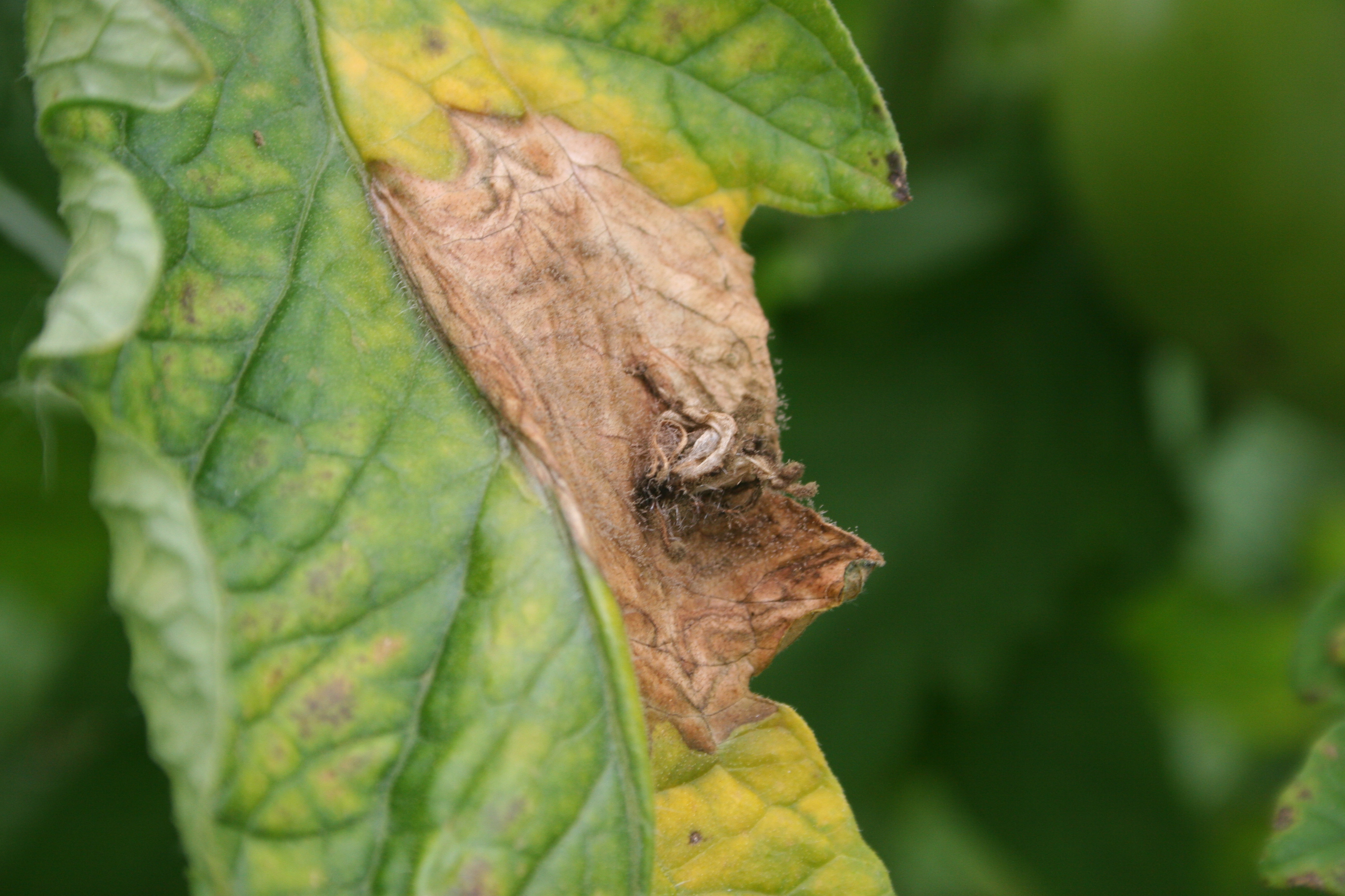 Botrytis gray mold fungus on tomato leaf.