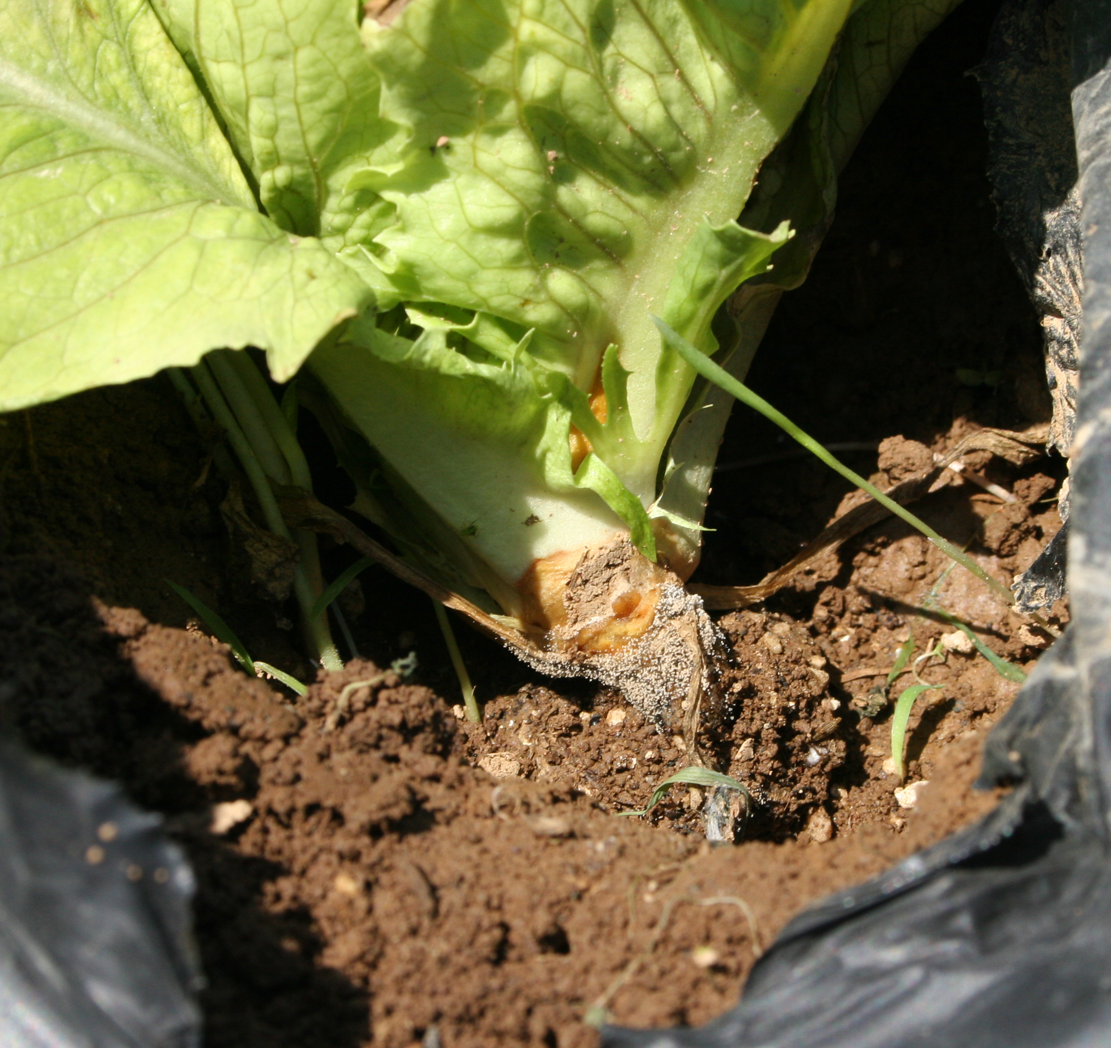 Botrytis gray mold fungus on lettuce stem.