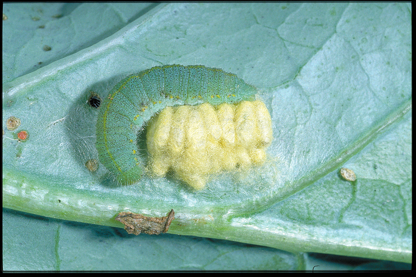 Wasp cocoons from an imported cabbage worm