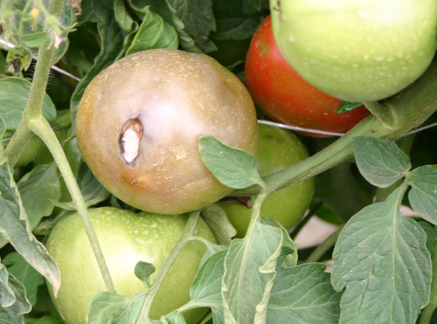 Crow-damaged tomatoes.