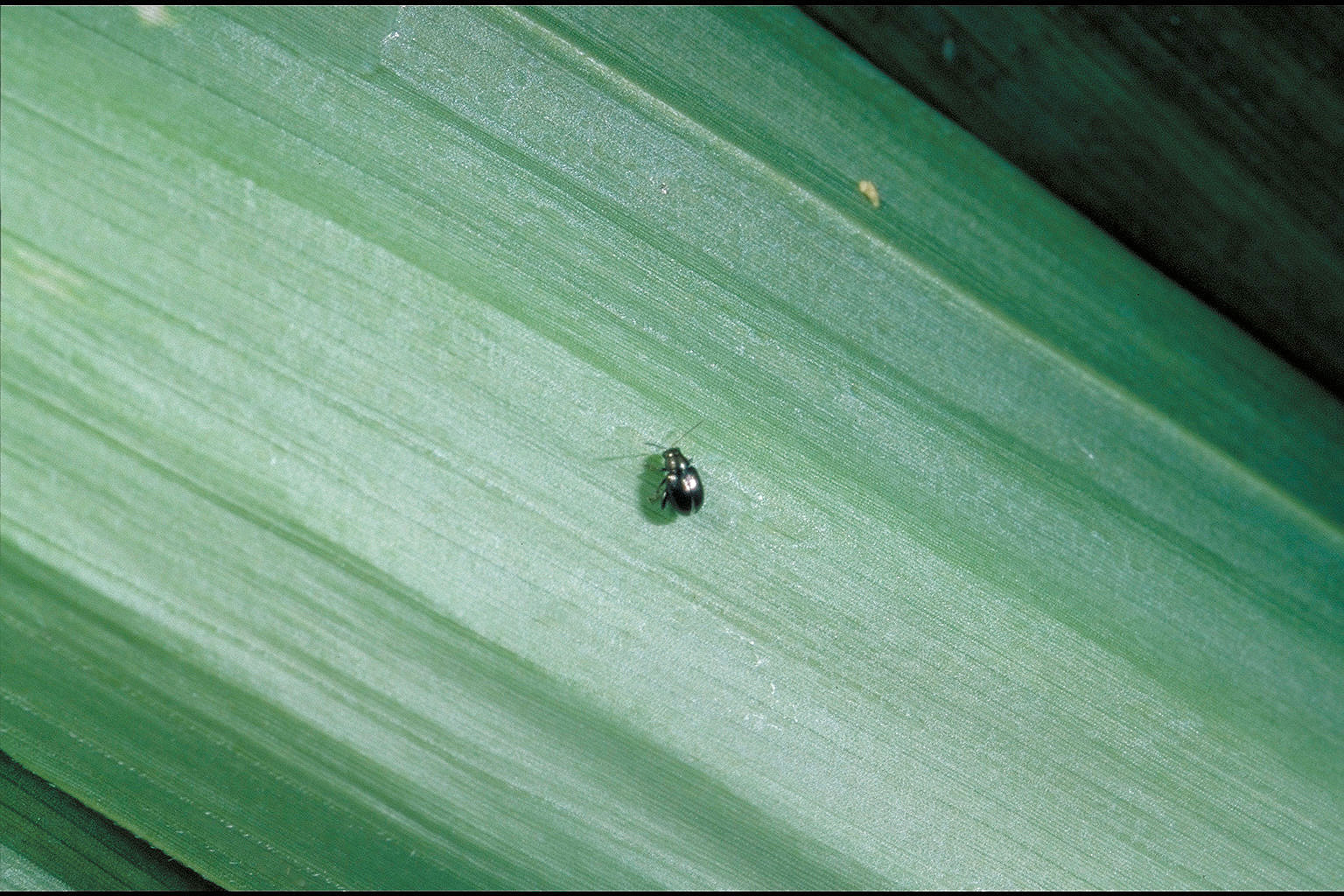 Corn flea beetle