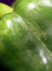 Silvering in bell pepper fruit.