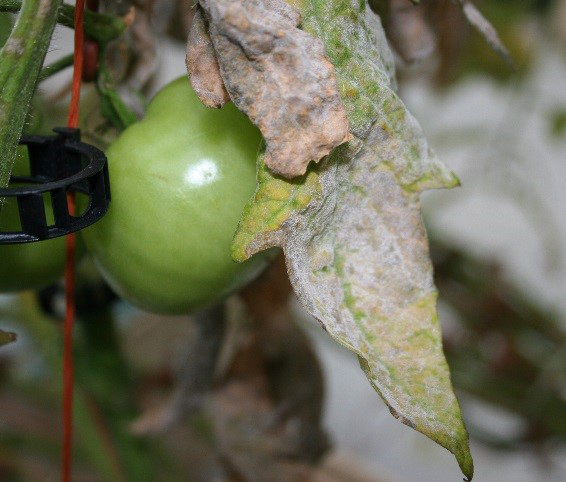 Powdery mildew on tomato foliage.