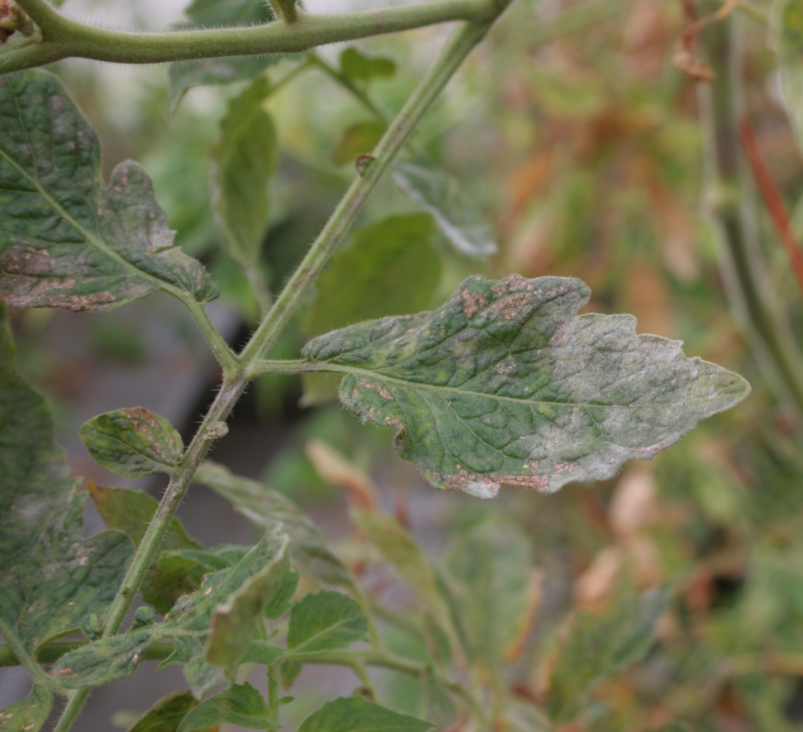 Powdery mildew on tomato foliage.