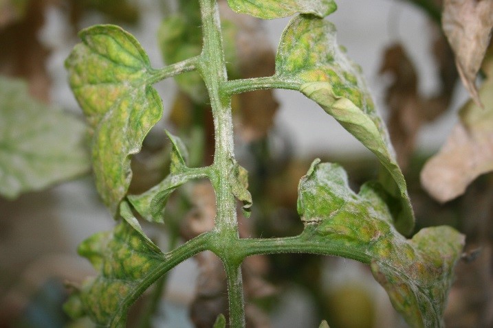 Powdery mildew on tomato petiole.