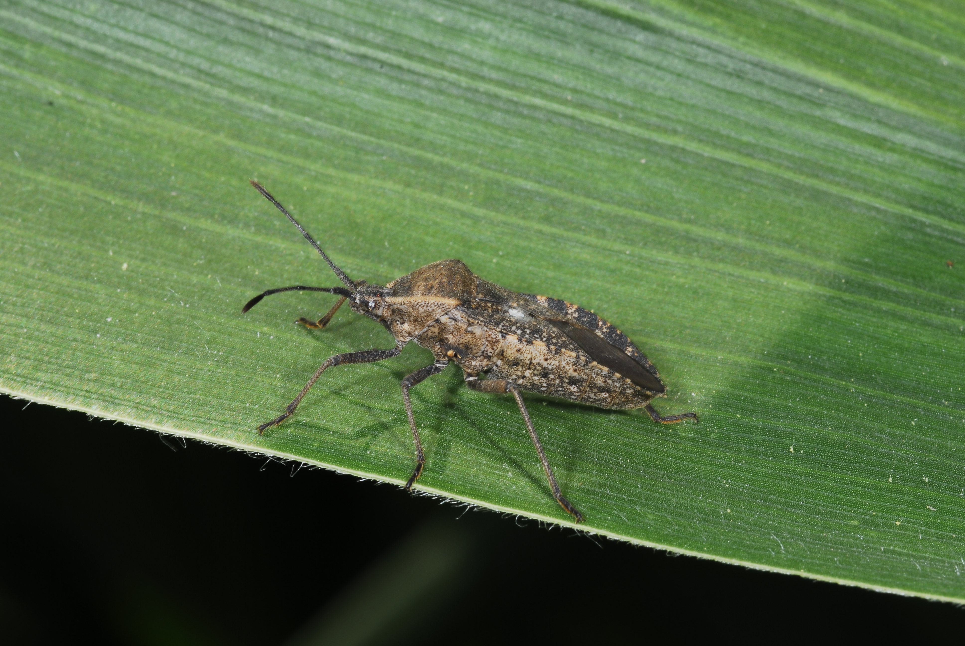 Squash bug adult.