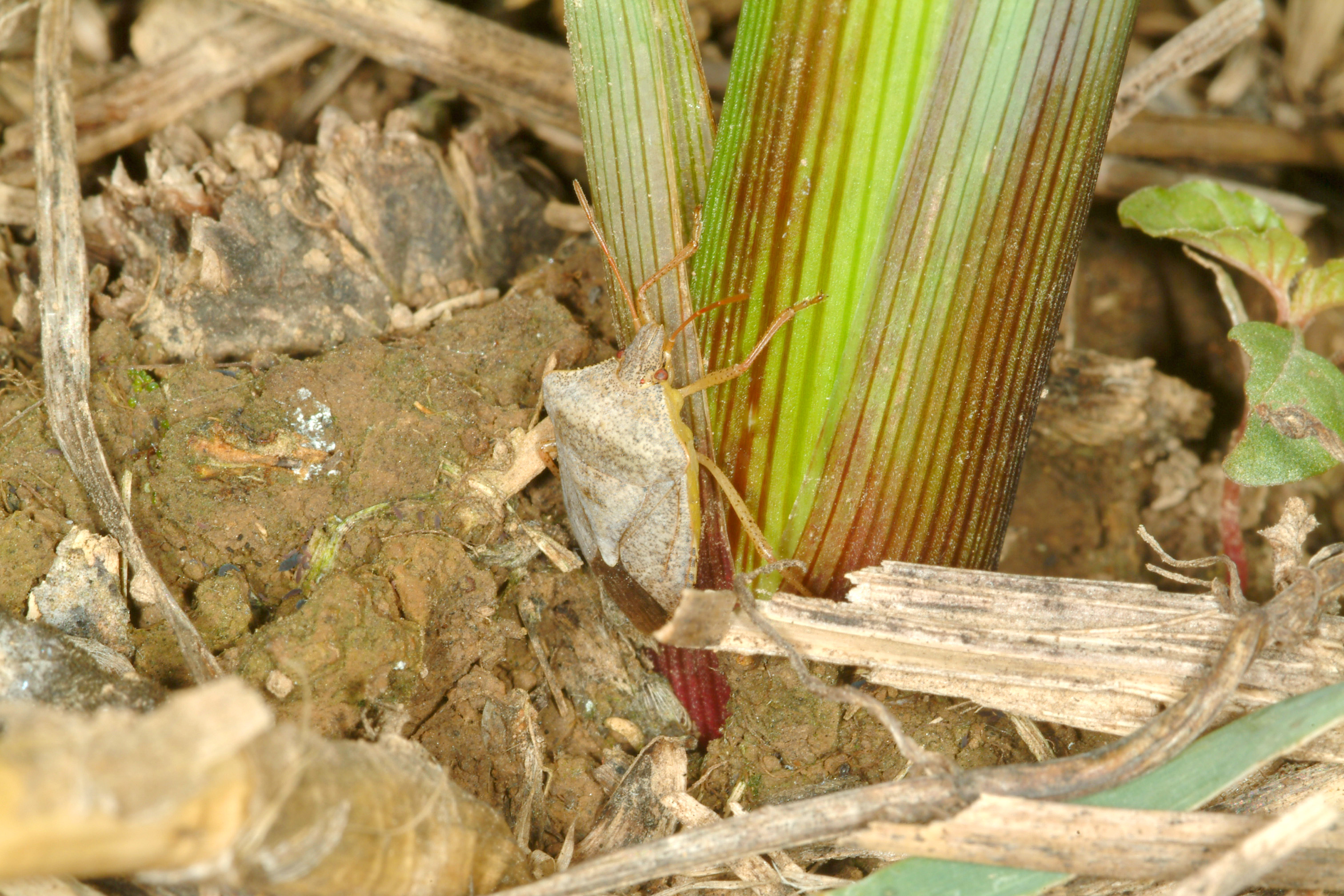 Stink bug