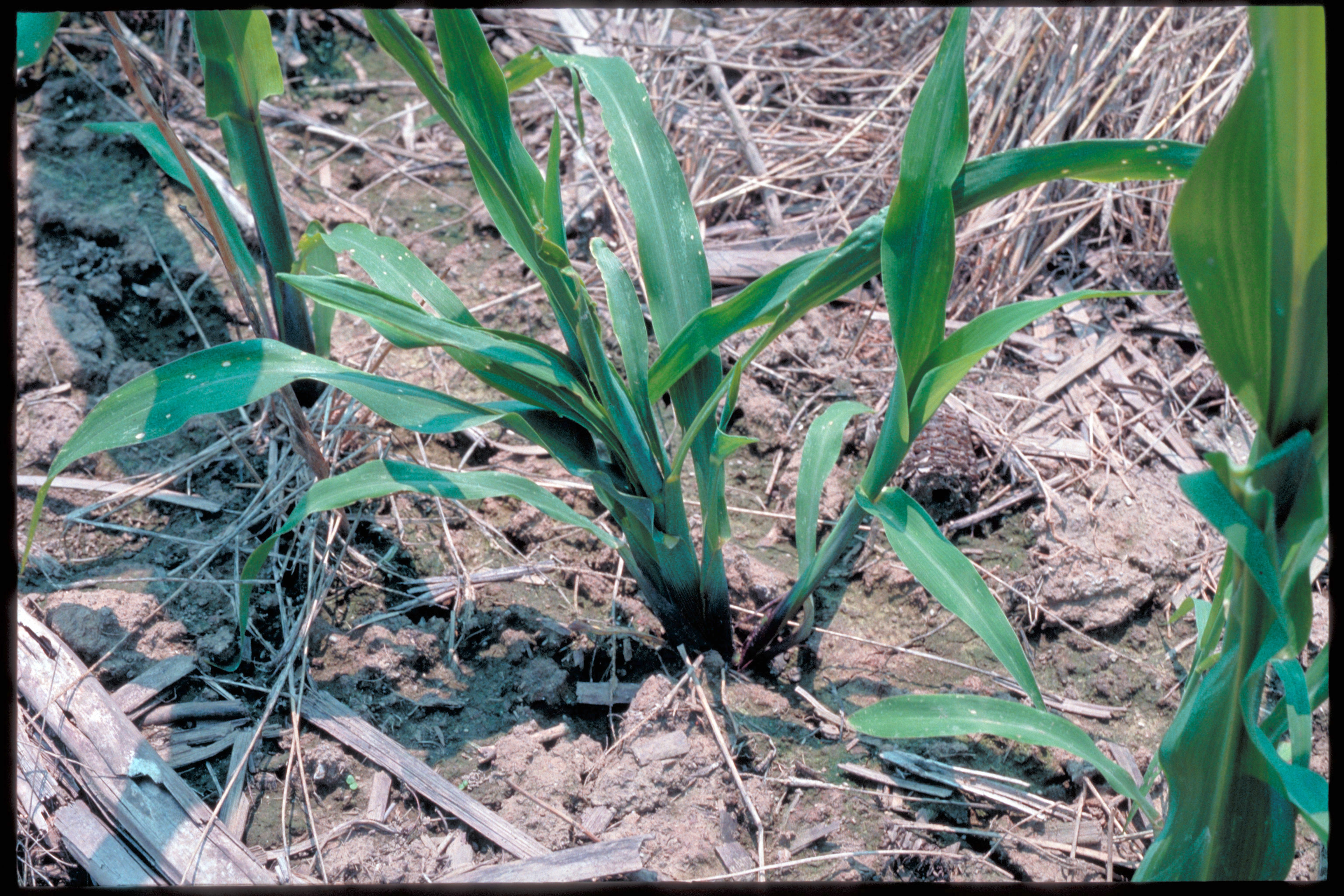 Tillering due to stink bug feeding.