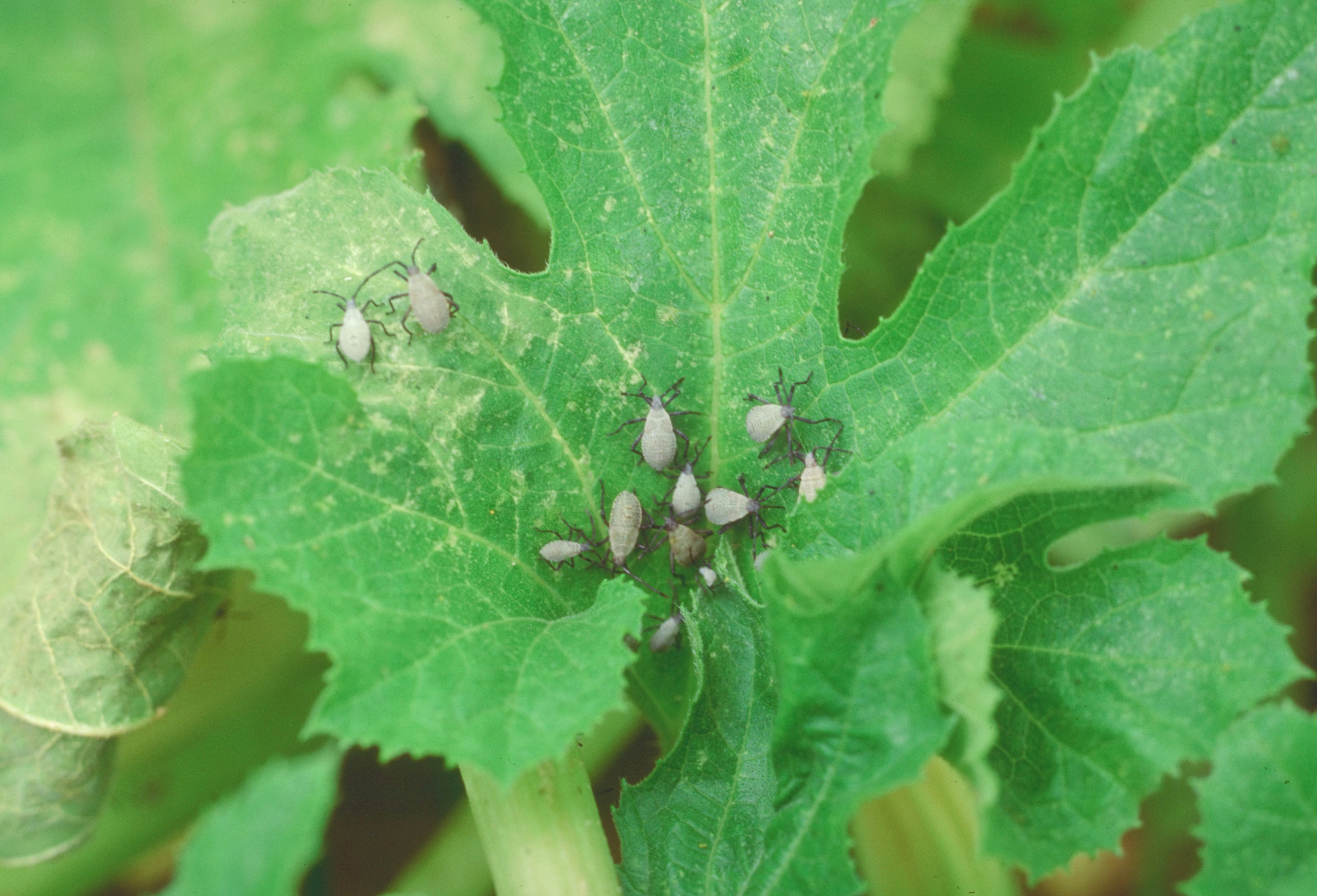 Squash bug nymphs.