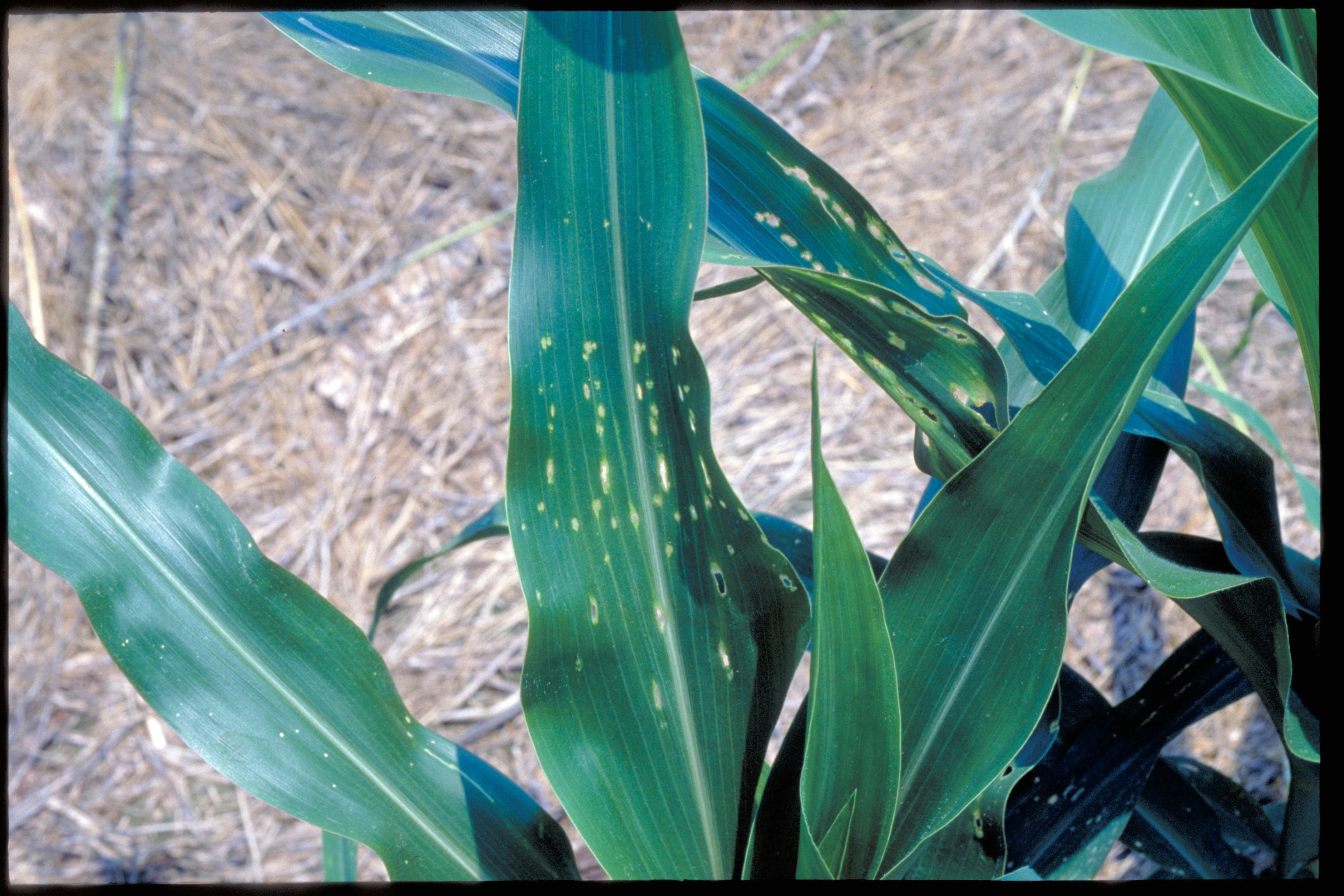Characteristic dissolved holes across leaf due to stink bug feeding.