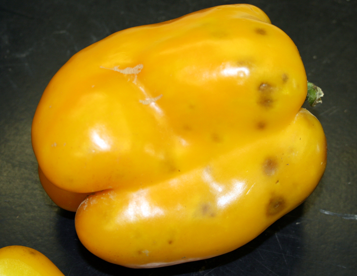 Black spot on pepper.