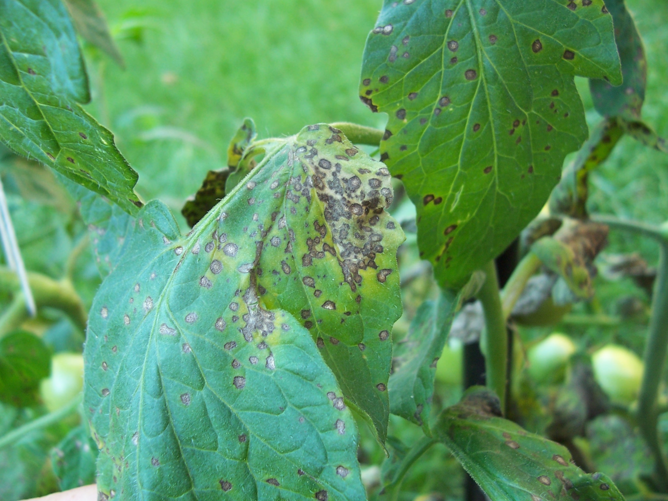 Septoria leaf spot