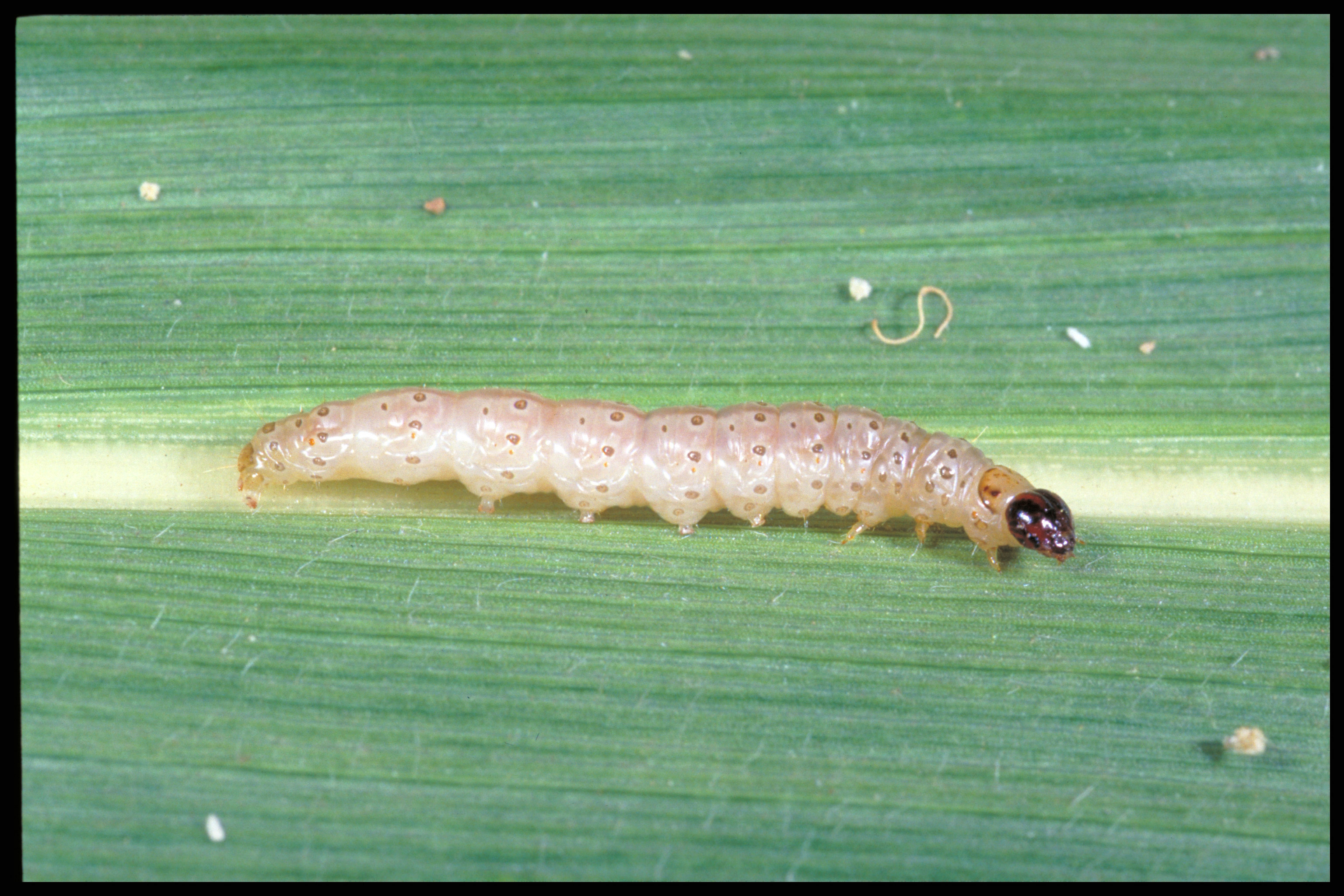 European corn borer