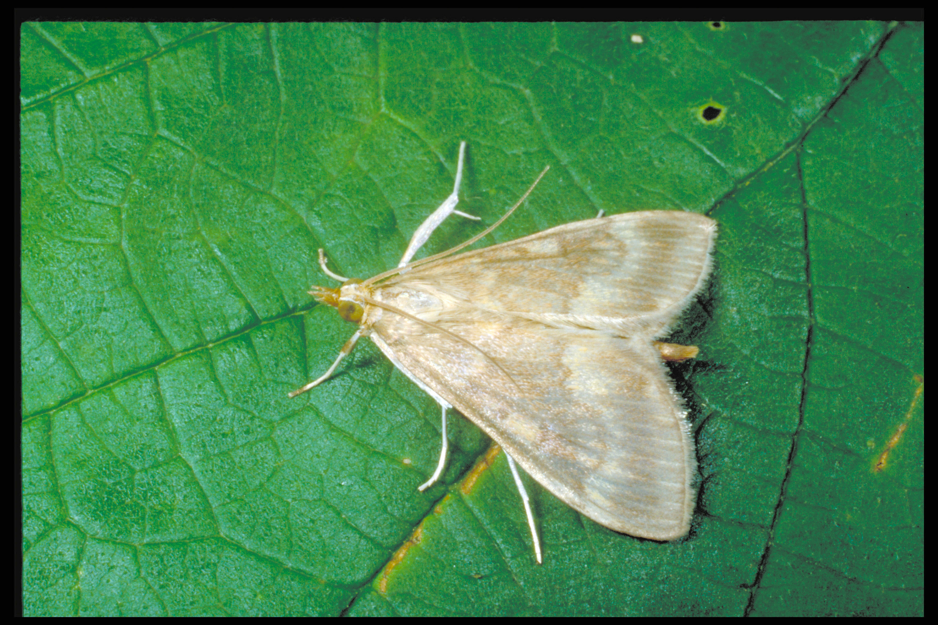 European corn borer adult