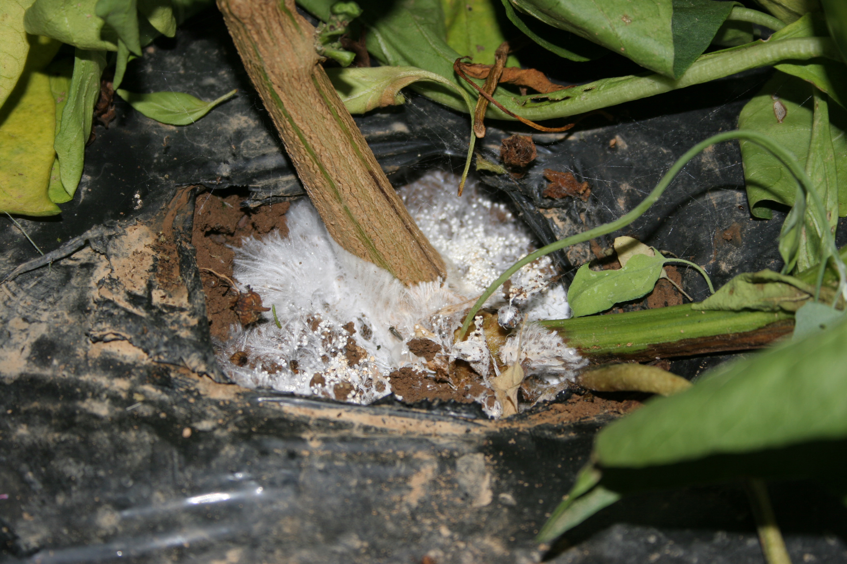 Southern blight on soil around infected pepper plant.