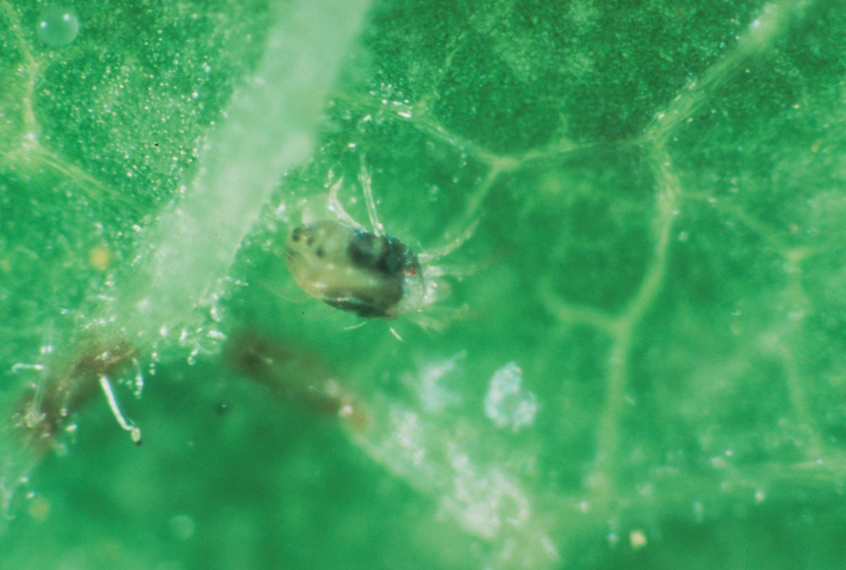 Two-spotted spider mite.