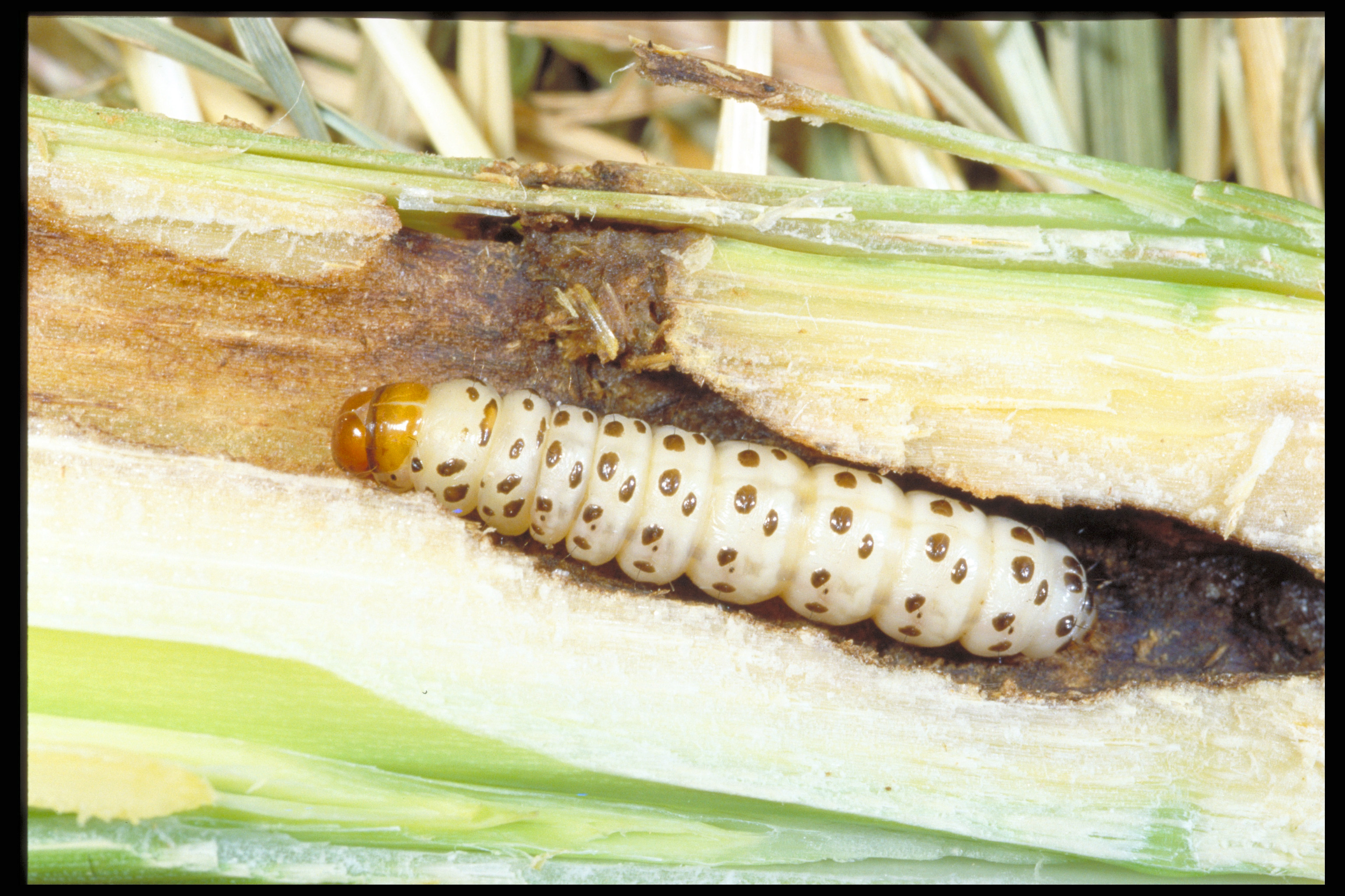 Southwestern corn borer
