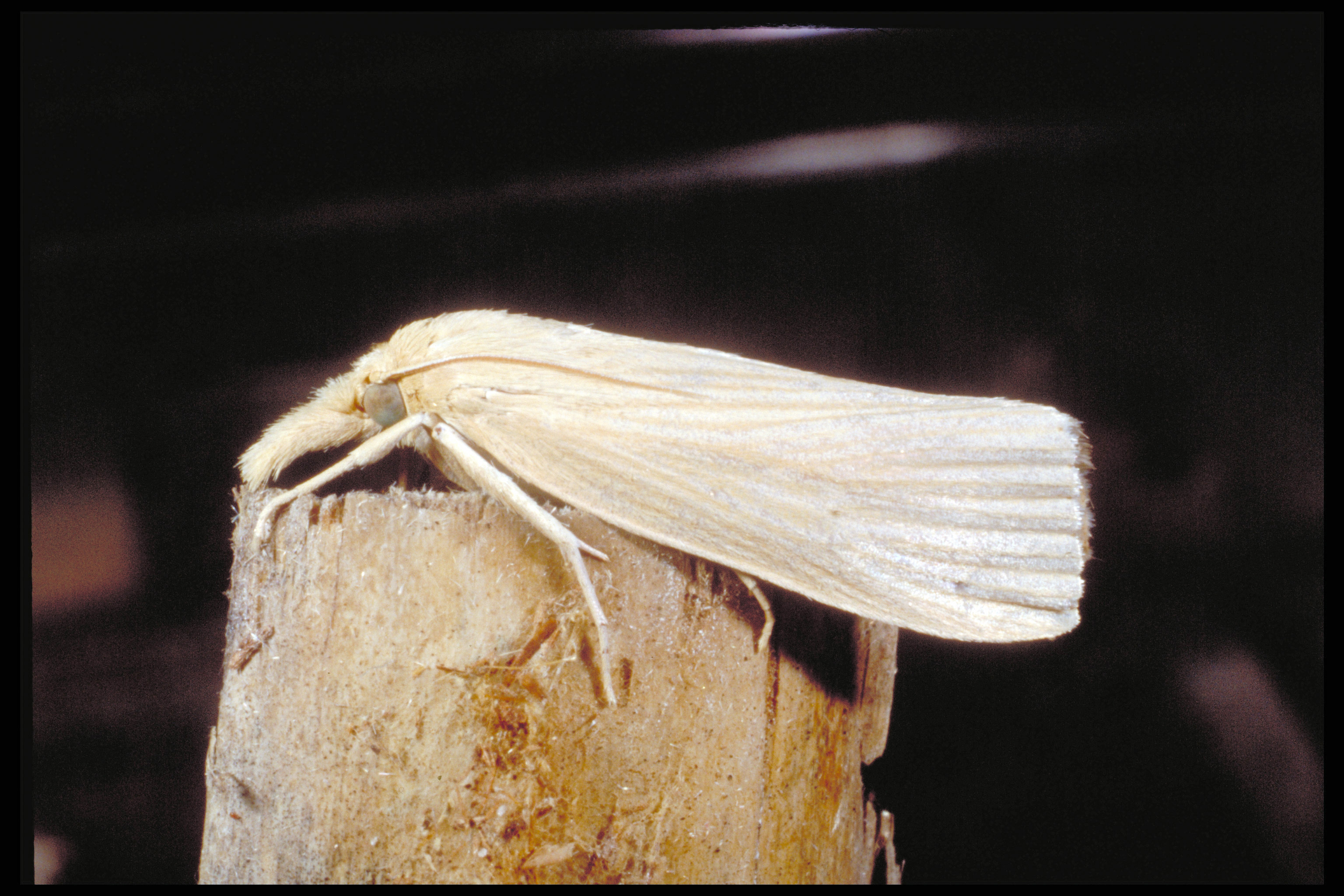 Southwestern corn borer adult 