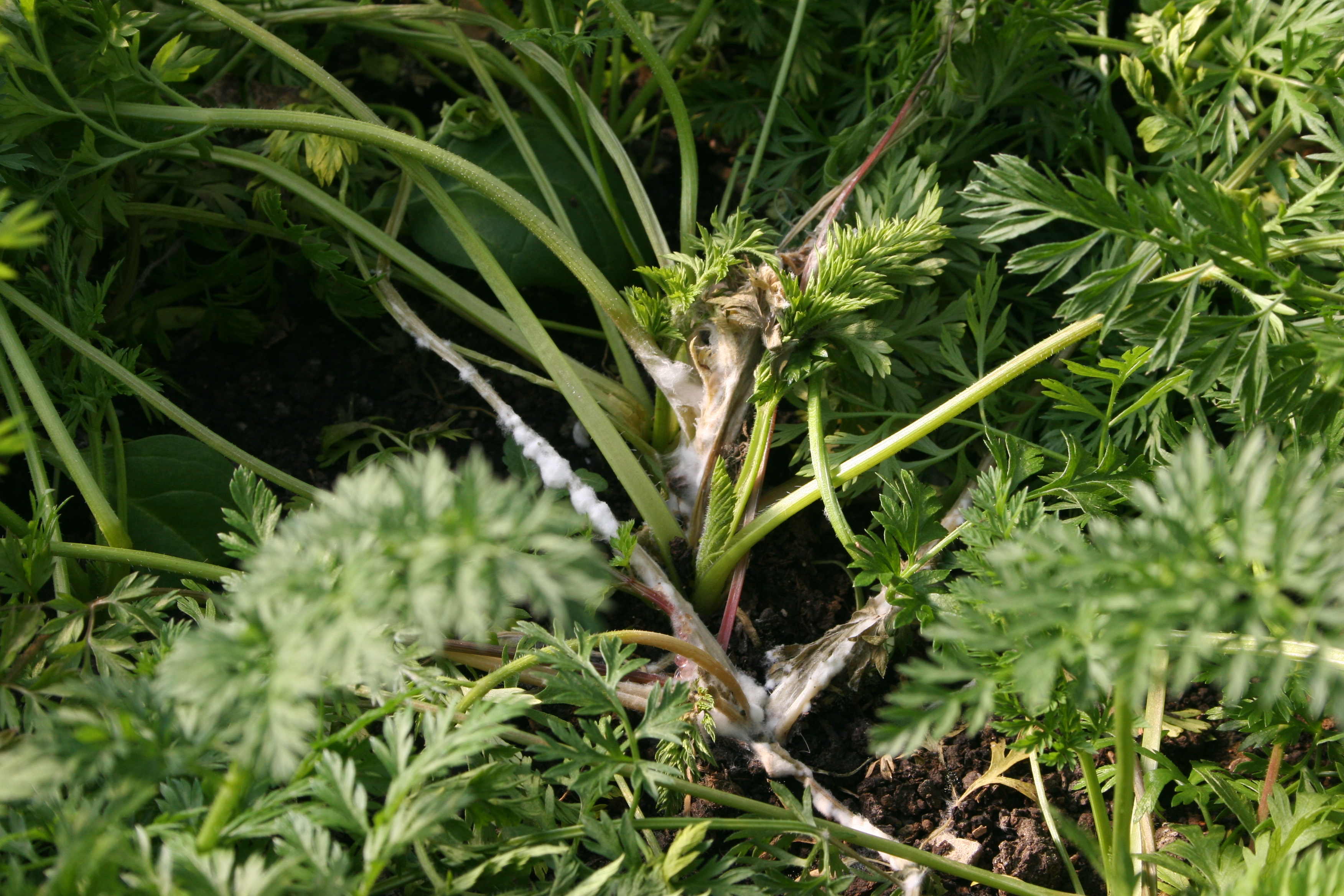 Timber rot/white mold/drop