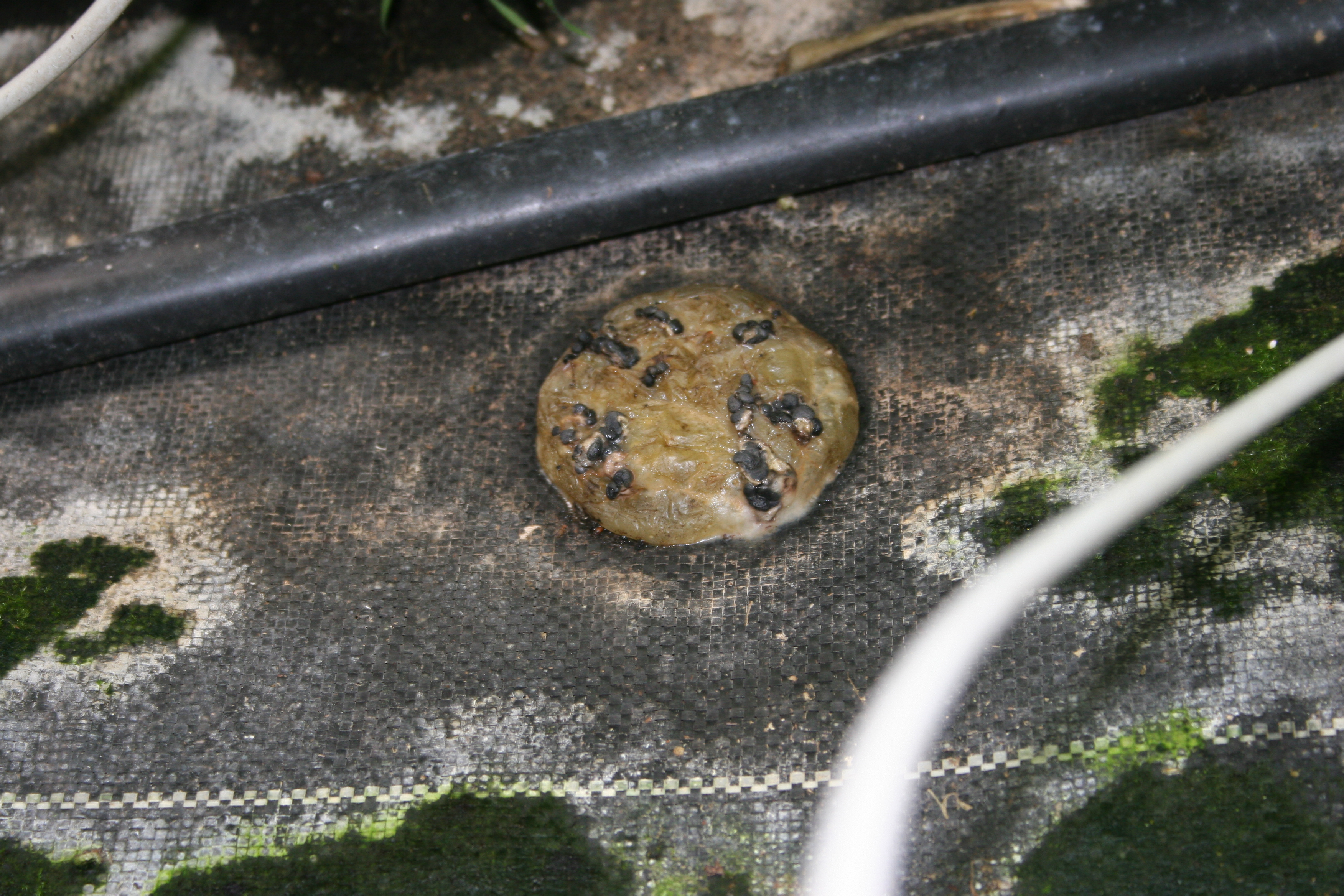 Sclerotinia white mold/timber rot black sclerotia in decayed tomato fruit.