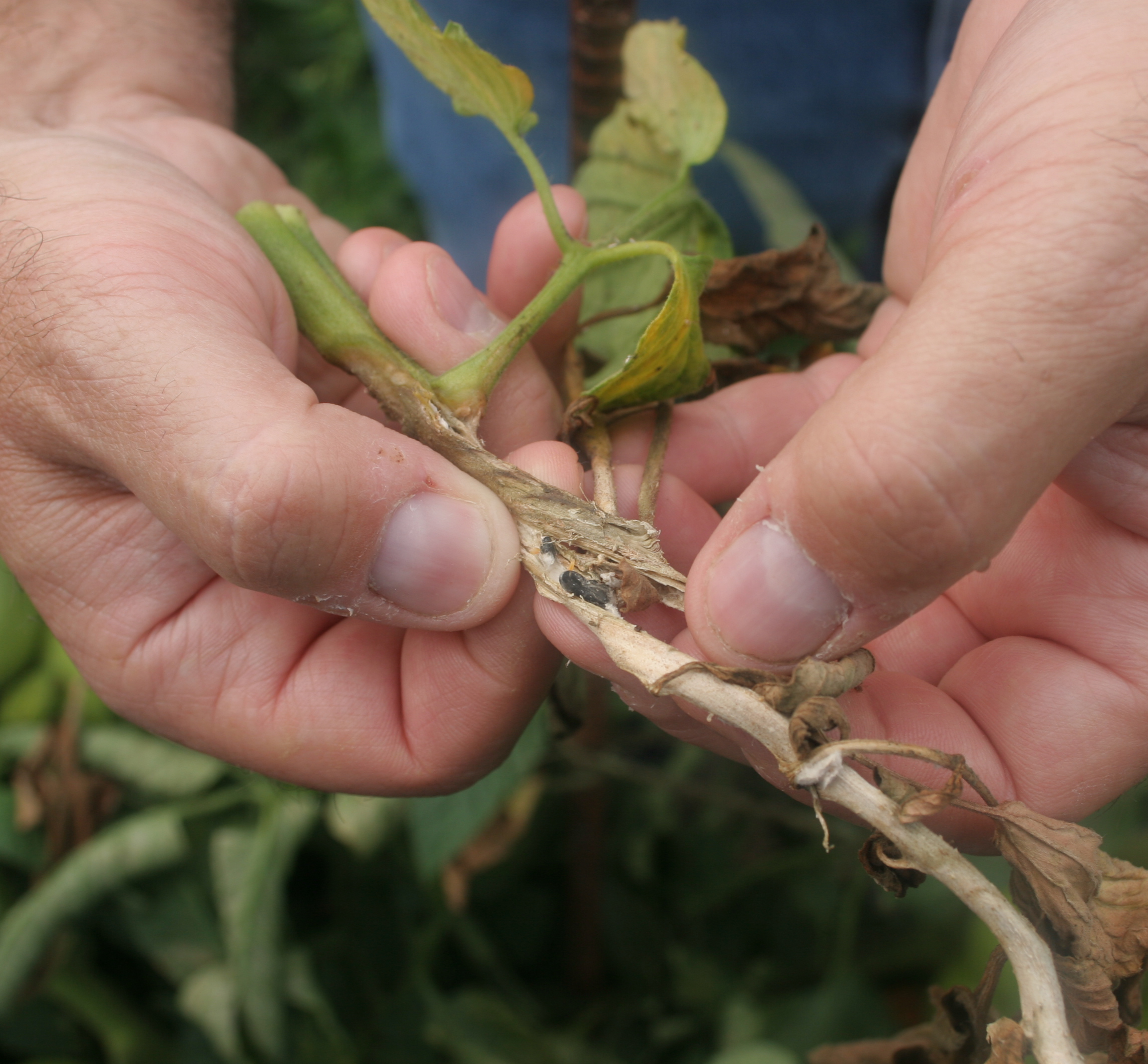 Sclerotinia white mold/timber rot within a tomato stem.