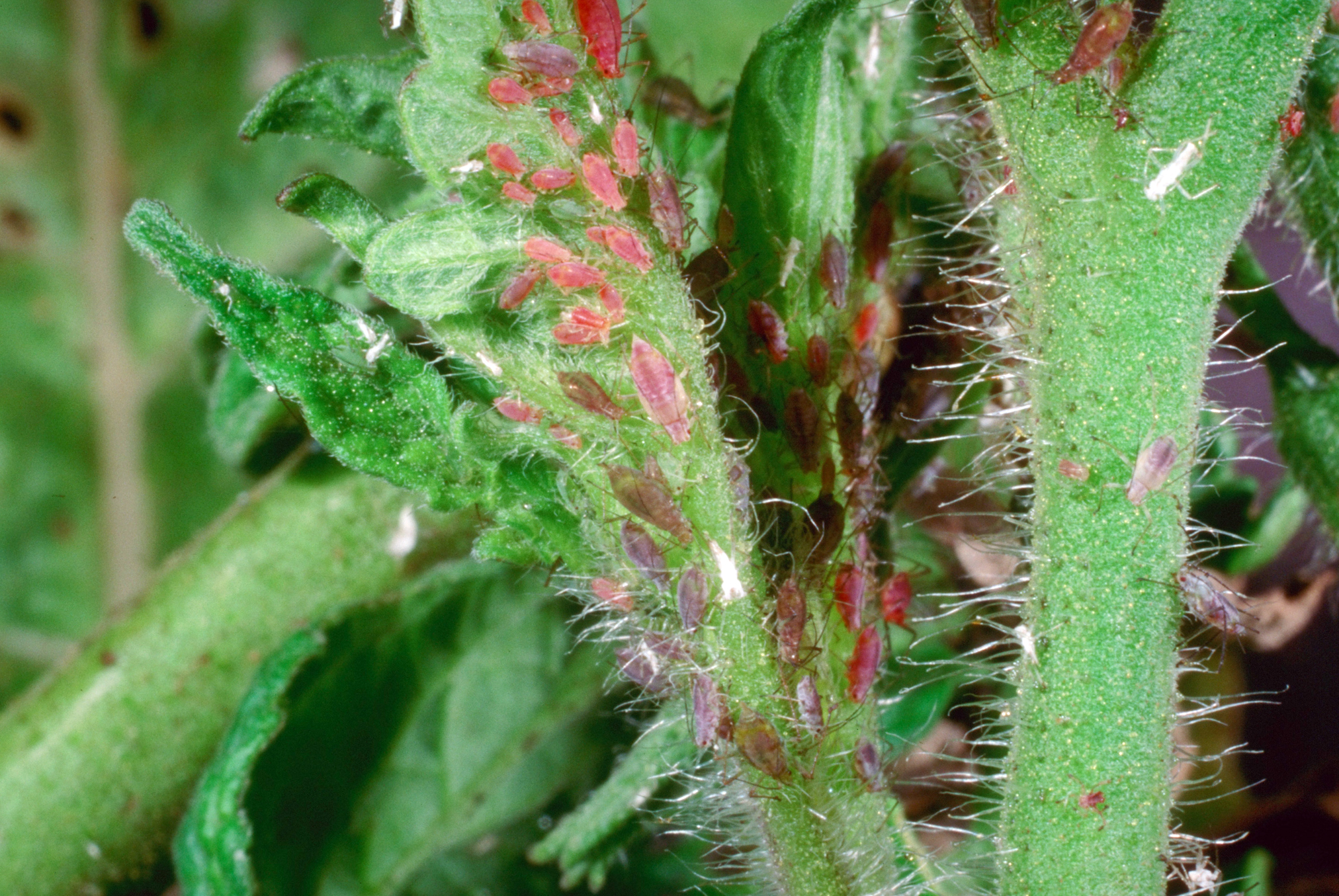 Potato aphids.