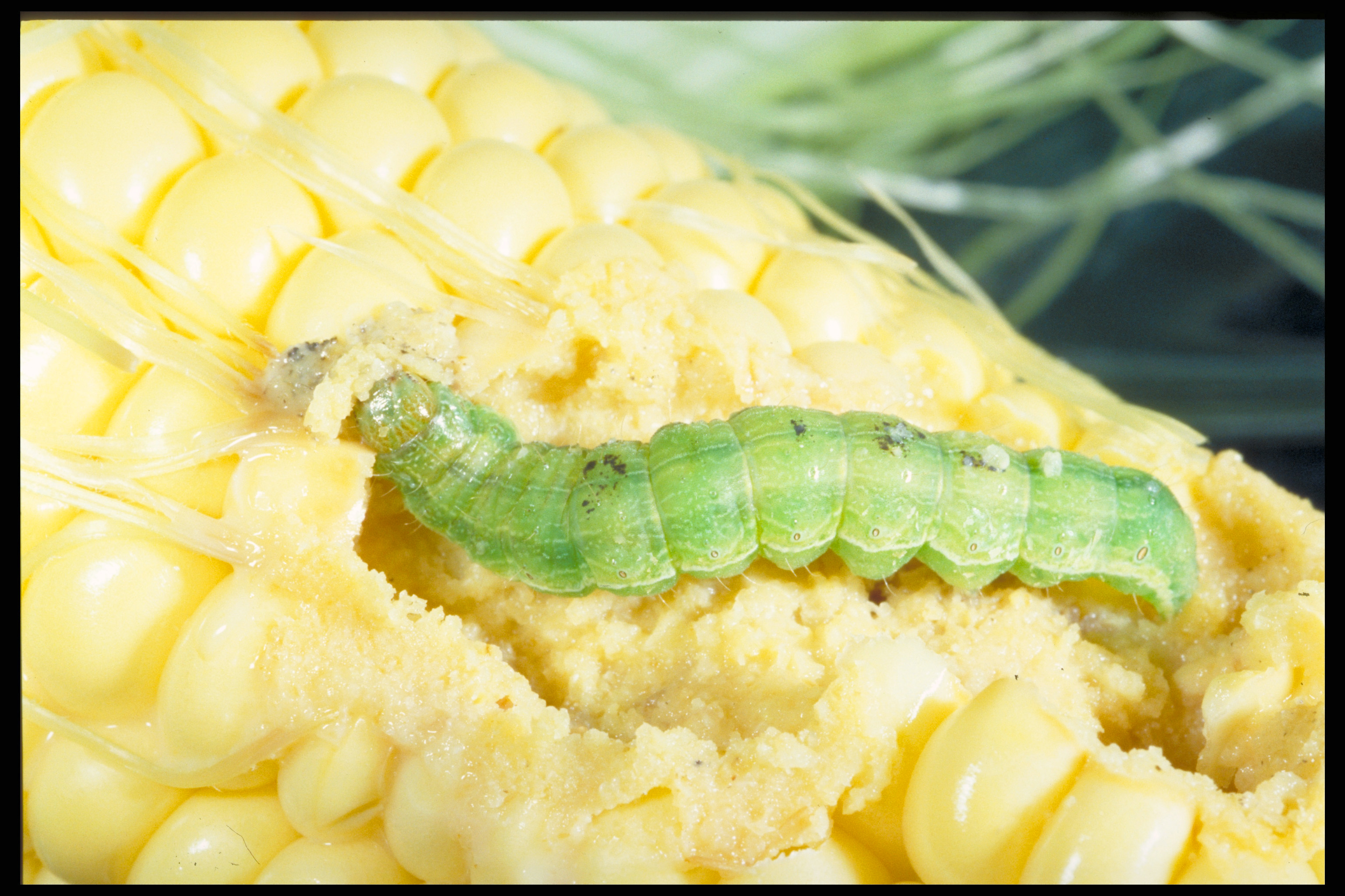 Corn earworm