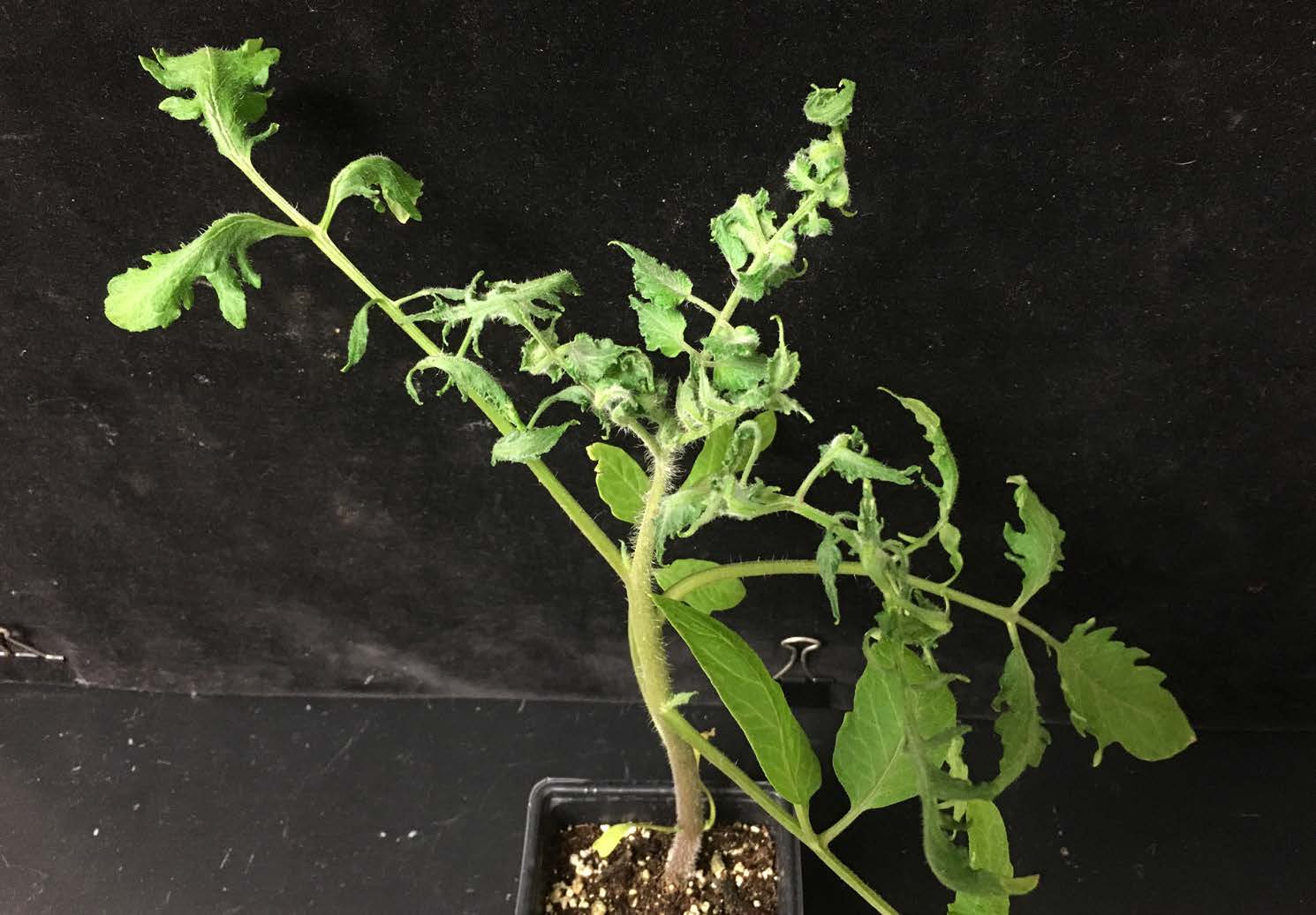 Ethylene damage on tomato.