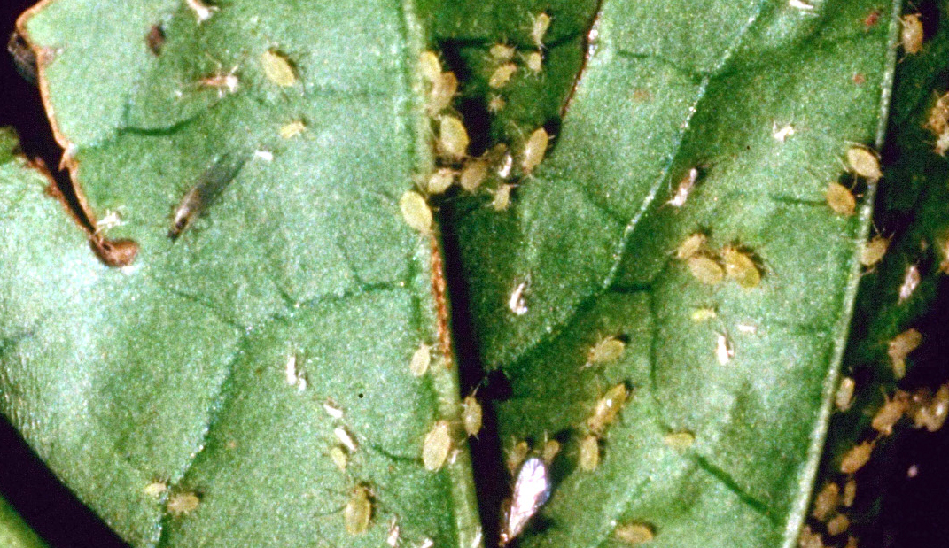 Green peach aphids.