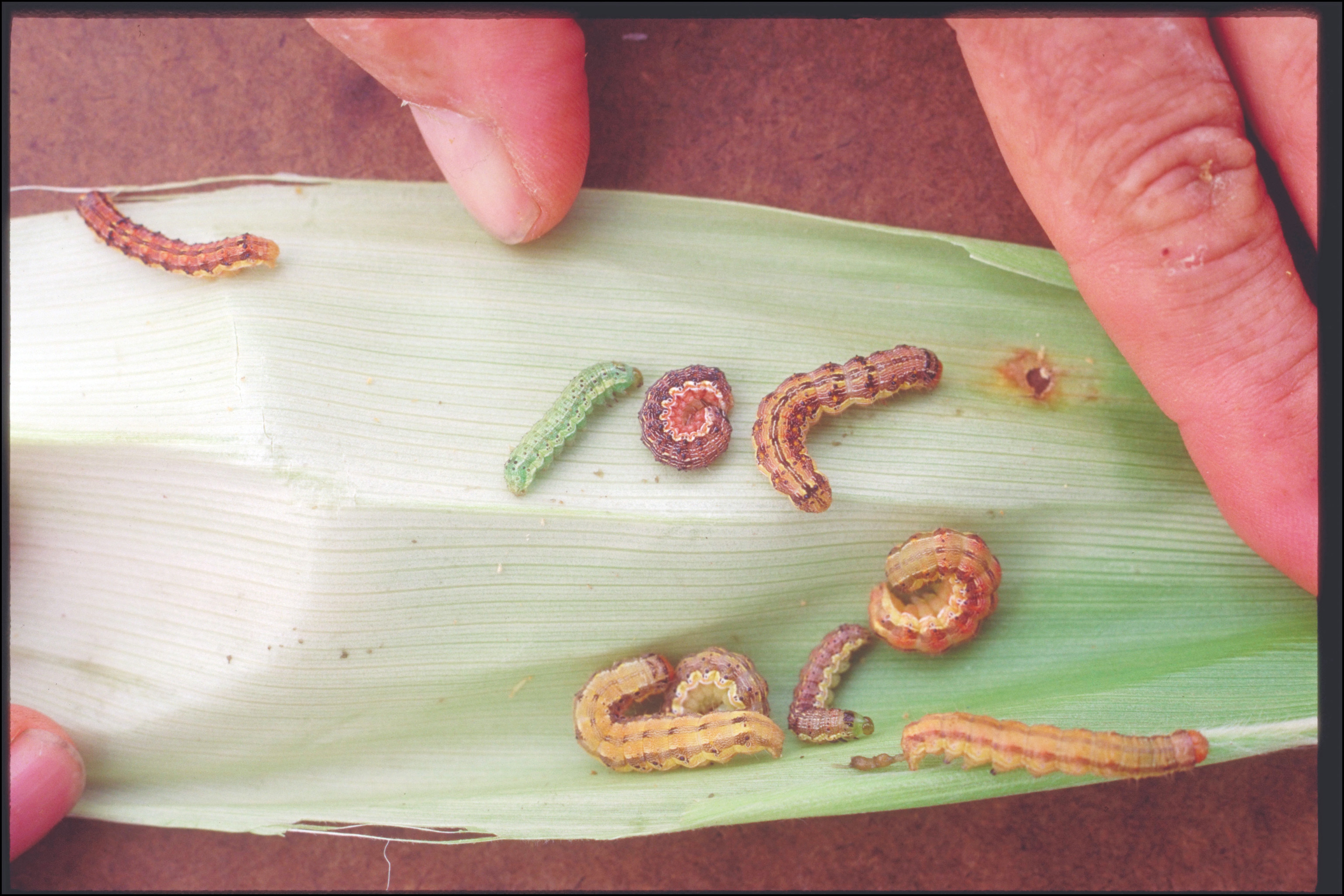 Color variation among larvae
