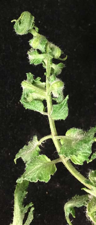 Ethylene damage on tomato.